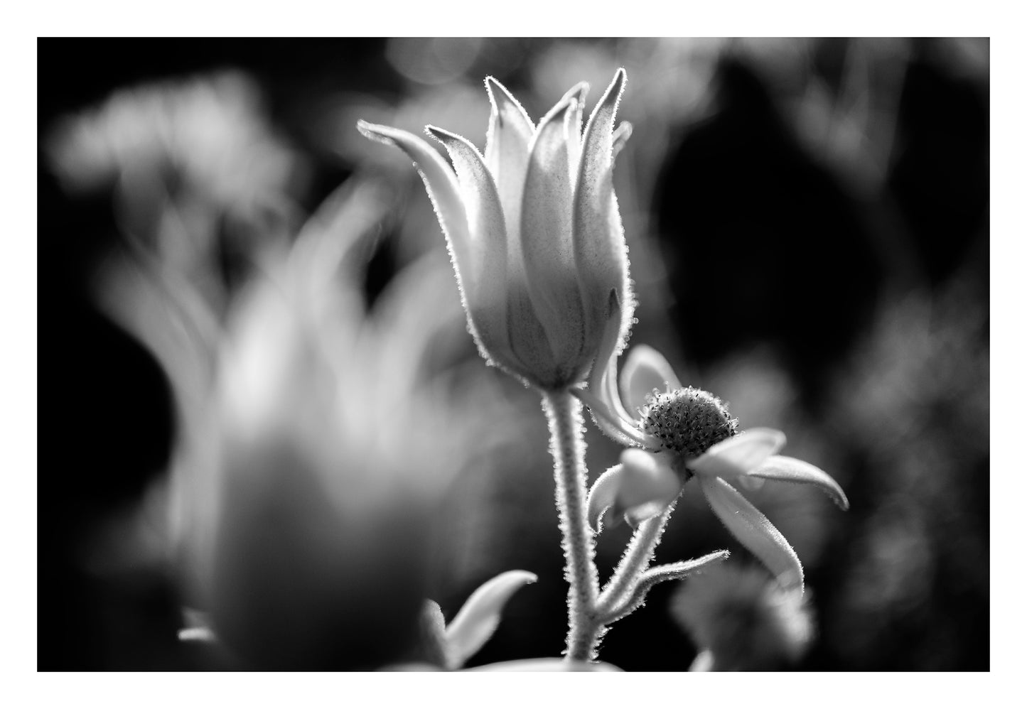 Monochrome Mix - Flannel Flowers - 259794v1 - 104x74cm, A black and white backlit close-up of flannel flowers, with soft haloed lighting highlighting their velvet petals and stems. Poetic, delicate botanical portrait. Limited edition fine art print.