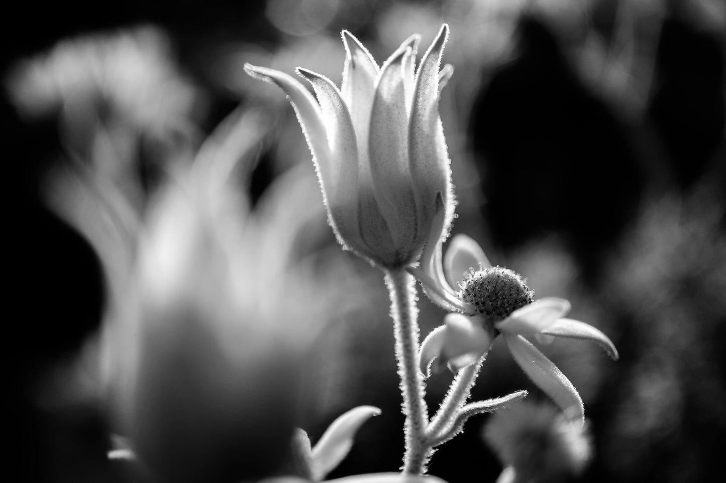 Monochrome Mix - Flannel Flowers - 259794v1 - 90x60cm, A black and white backlit close-up of flannel flowers, with soft haloed lighting highlighting their velvet petals and stems. Poetic, delicate botanical portrait. Limited edition fine art print.