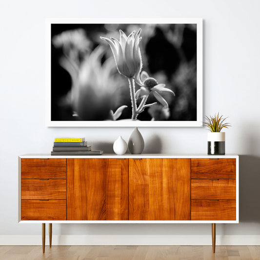Monochrome Mix - Flannel Flowers - 259794v1 - Room View, A black and white backlit close-up of flannel flowers, with soft haloed lighting highlighting their velvet petals and stems. Poetic, delicate botanical portrait. Limited edition fine art print.