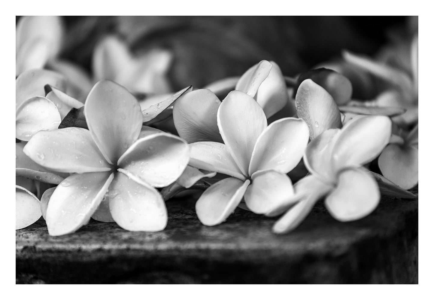 Monochrome Mix - Frangipanis - 182338v3 - 104x74cm, A black and white photograph of dewy frangipani blossoms resting on stone, softly lit to enhance petal texture and contrast. Limited edition fine art print.