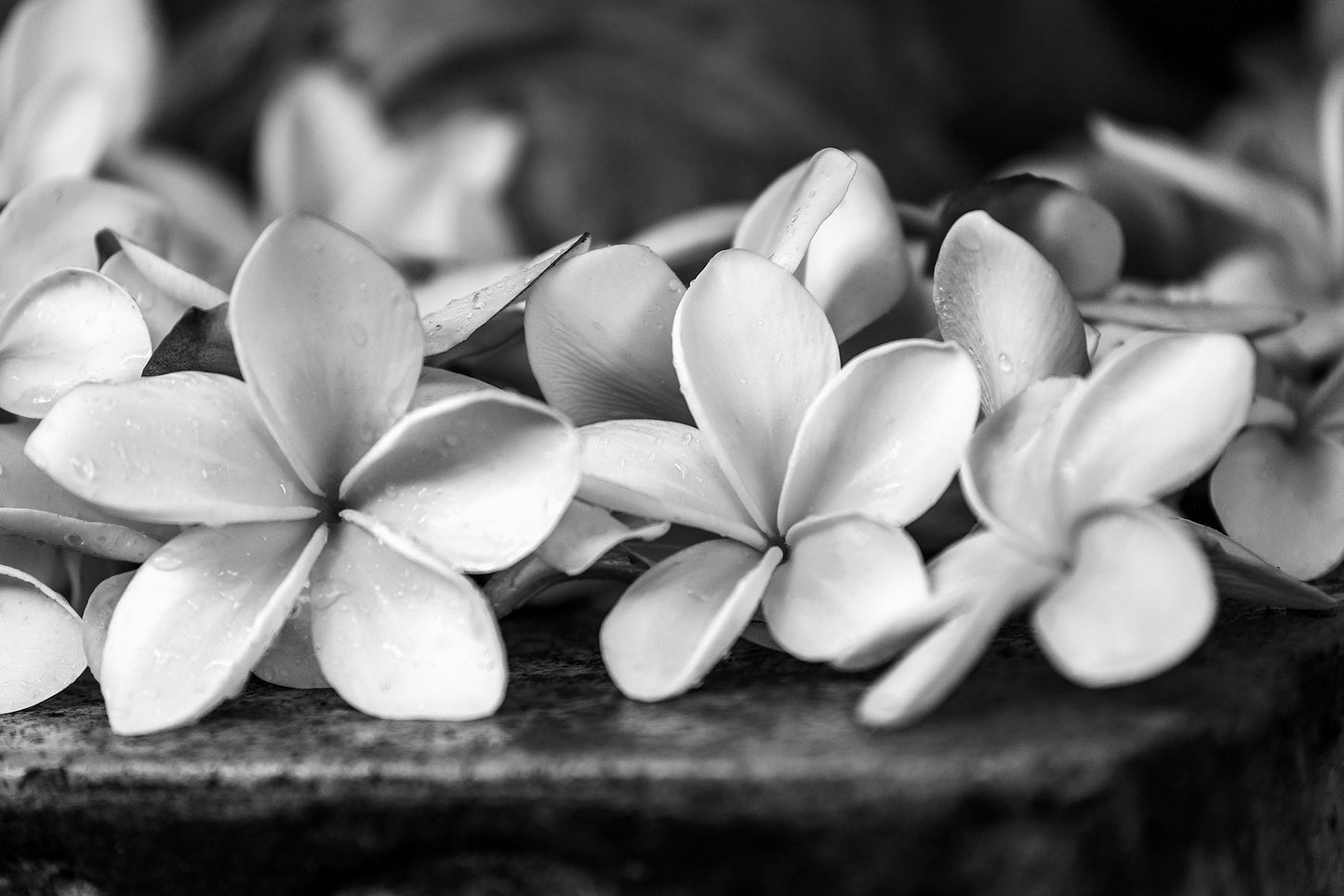 Monochrome Mix - Frangipanis - 182338v3 - 90x60cm, A black and white photograph of dewy frangipani blossoms resting on stone, softly lit to enhance petal texture and contrast. Limited edition fine art print.