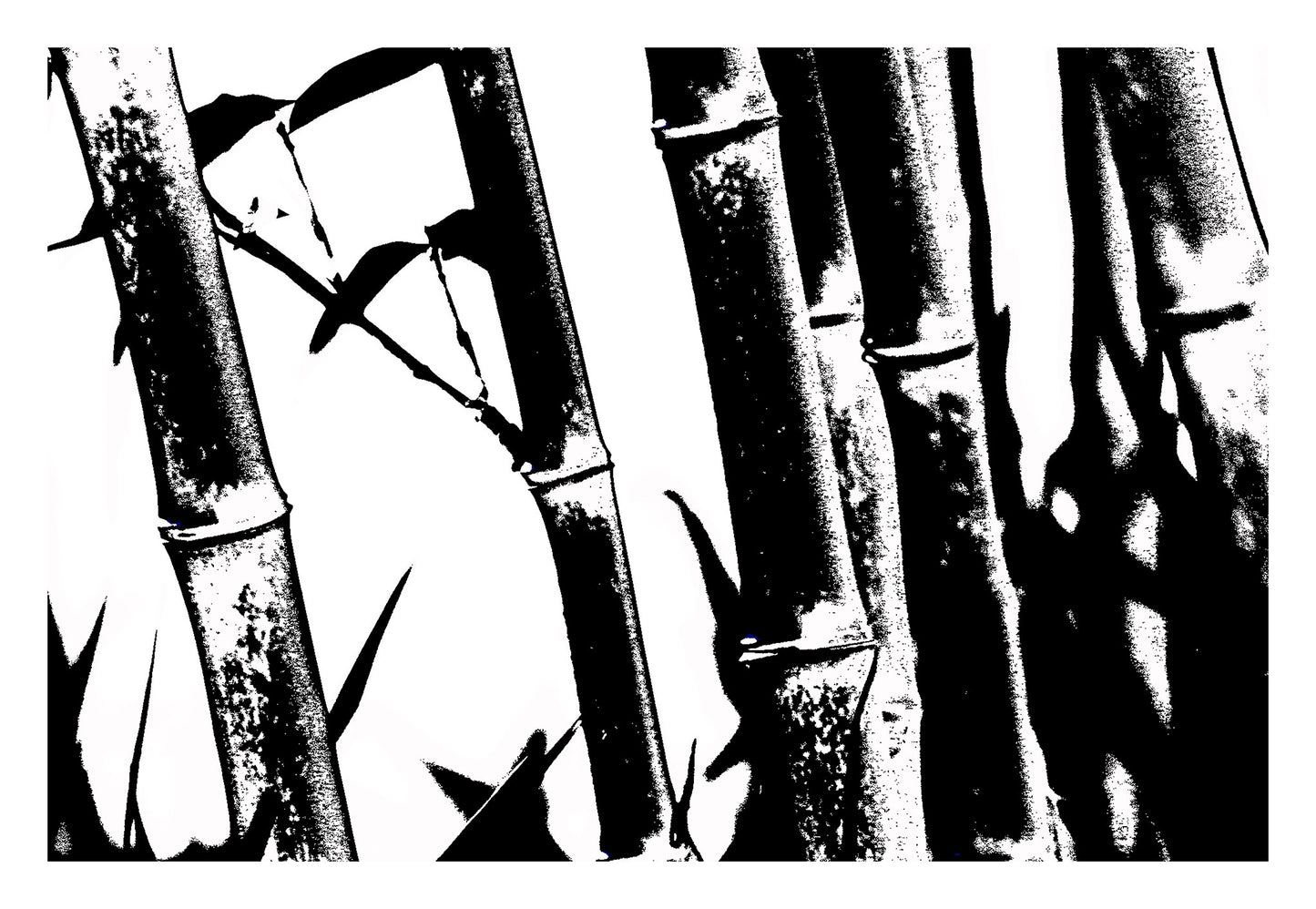 Monochrome Mix - Friday Creek - Bamboo - 61221027v18 - 104x74cm, A high-contrast black and white image of bamboo stalks and leaves, featuring bold textures and stark light-dark interplay.