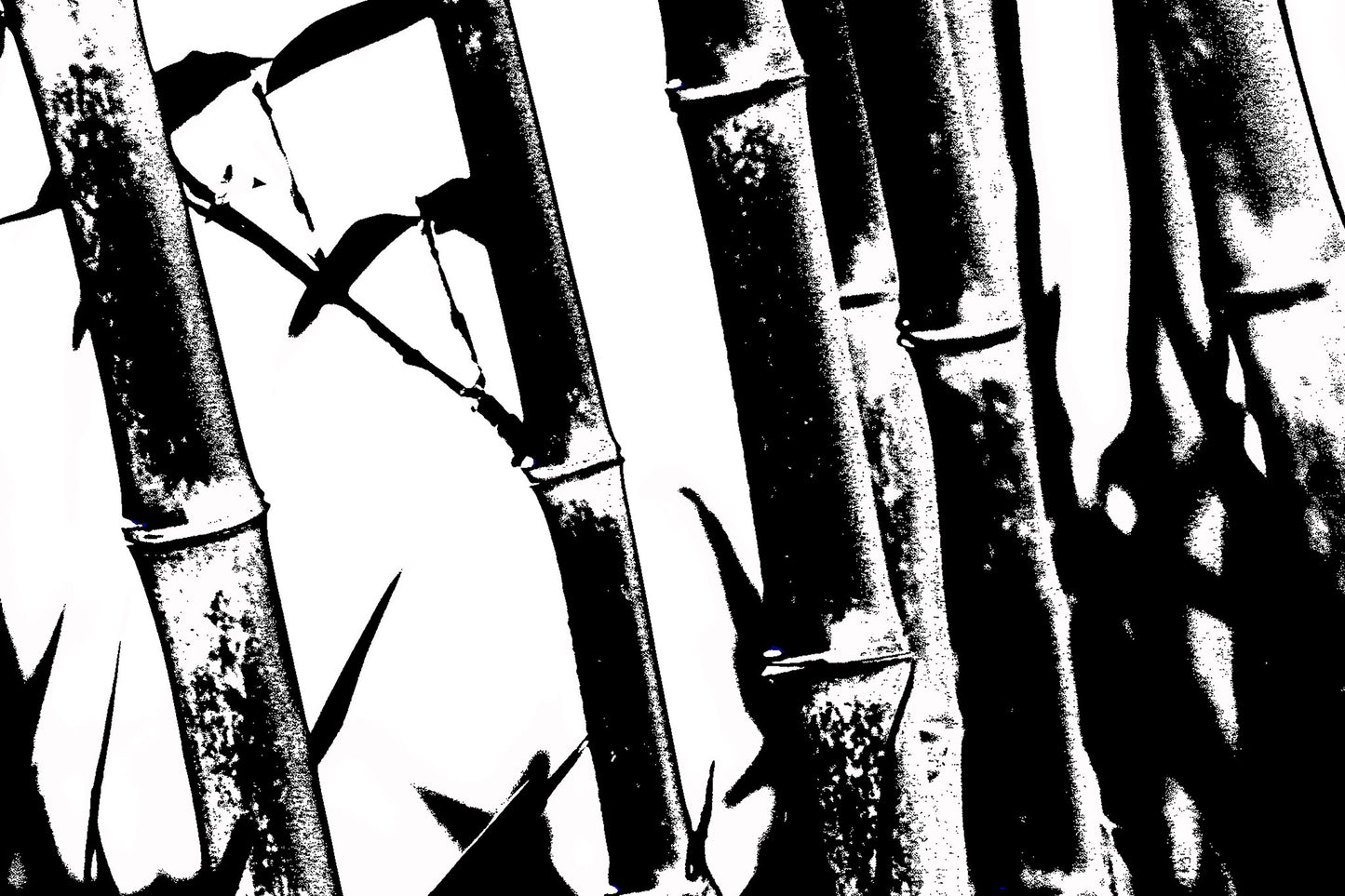 Monochrome Mix - Friday Creek - Bamboo - 61221027v18 - 90x60cm, A high-contrast black and white image of bamboo stalks and leaves, featuring bold textures and stark light-dark interplay.