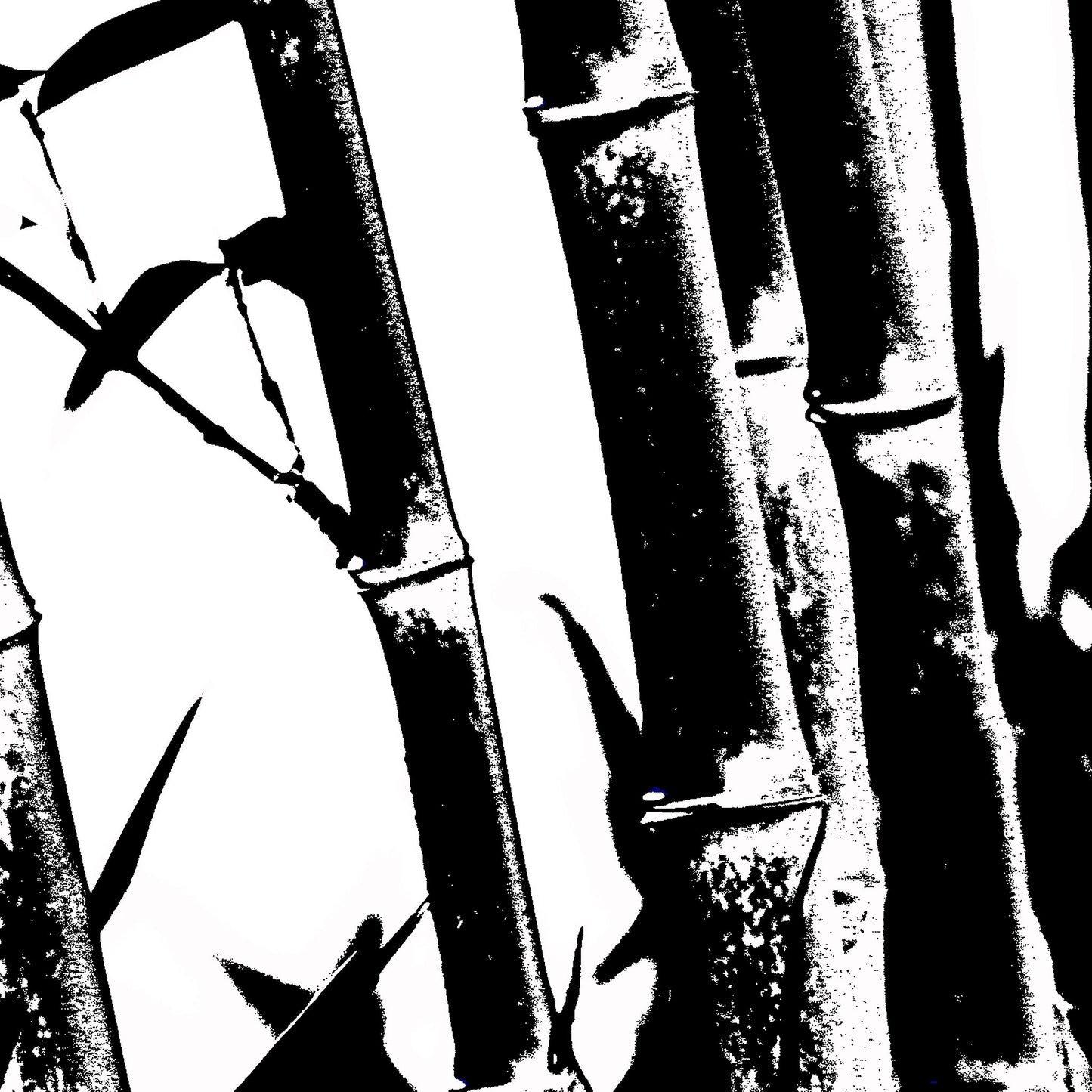 Monochrome Mix - Friday Creek - Bamboo - 61221027v18 - Close Detail View, A high-contrast black and white image of bamboo stalks and leaves, featuring bold textures and stark light-dark interplay.