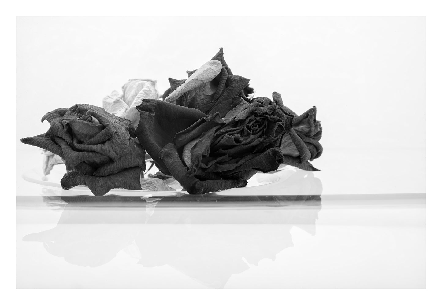 Monochrome Mix - Rose Reflection - 1836909825 - 104x74cm, A black and white photograph of three dried roses resting on glass, with a soft mirrored reflection below. Evocative, minimal still life with emotional resonance. Limited edition fine art print.