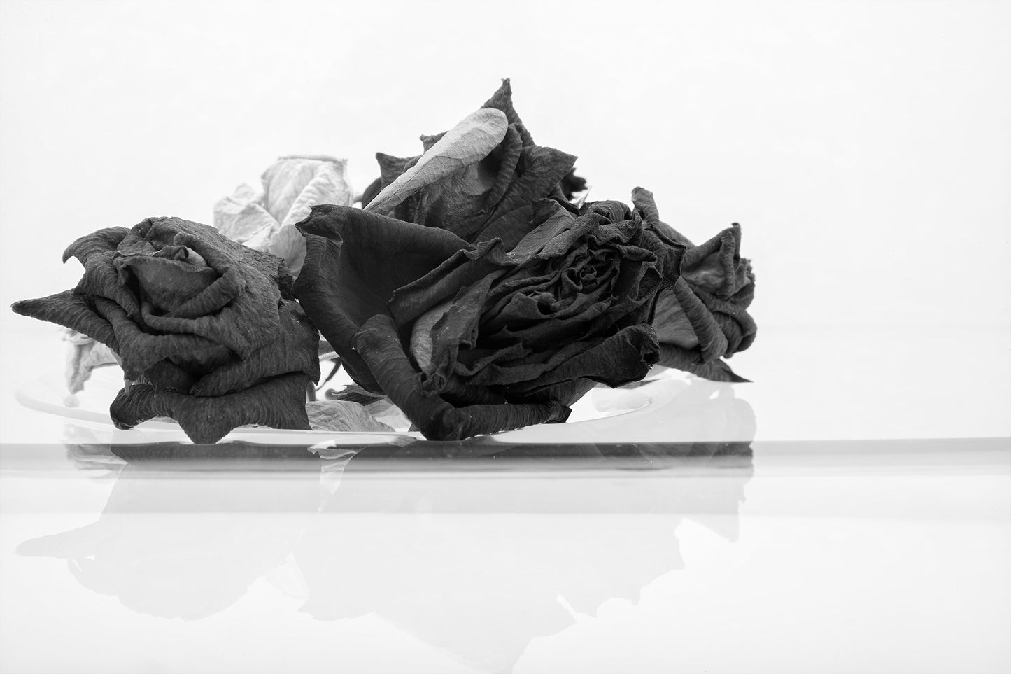 Monochrome Mix - Rose Reflection - 1836909825 - 90x60cm, A black and white photograph of three dried roses resting on glass, with a soft mirrored reflection below. Evocative, minimal still life with emotional resonance. Limited edition fine art print.