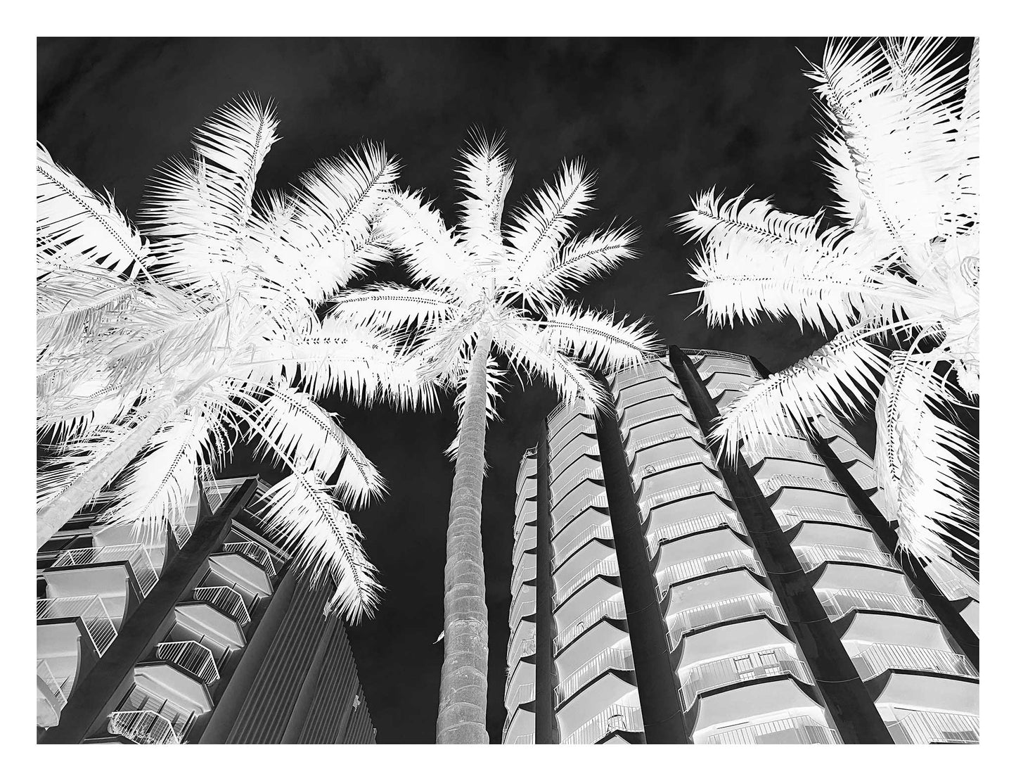 Monochrome Mix - Sydney - Potts Point - Fitzroy Gardens - Palms - 209340v2 - 104x81.5cm, Black and white upward-facing photograph of palm trees against modern apartment buildings in Potts Point, Sydney, with dramatic lighting and high contrast.