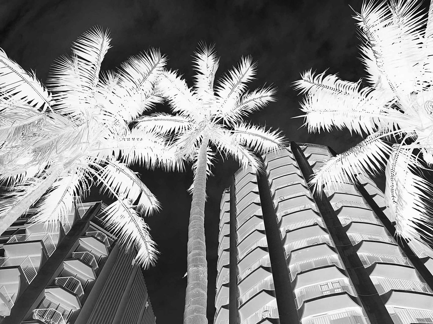 Monochrome Mix - Sydney - Potts Point - Fitzroy Gardens - Palms - 209340v2 - 90x67.5cm, Black and white upward-facing photograph of palm trees against modern apartment buildings in Potts Point, Sydney, with dramatic lighting and high contrast.