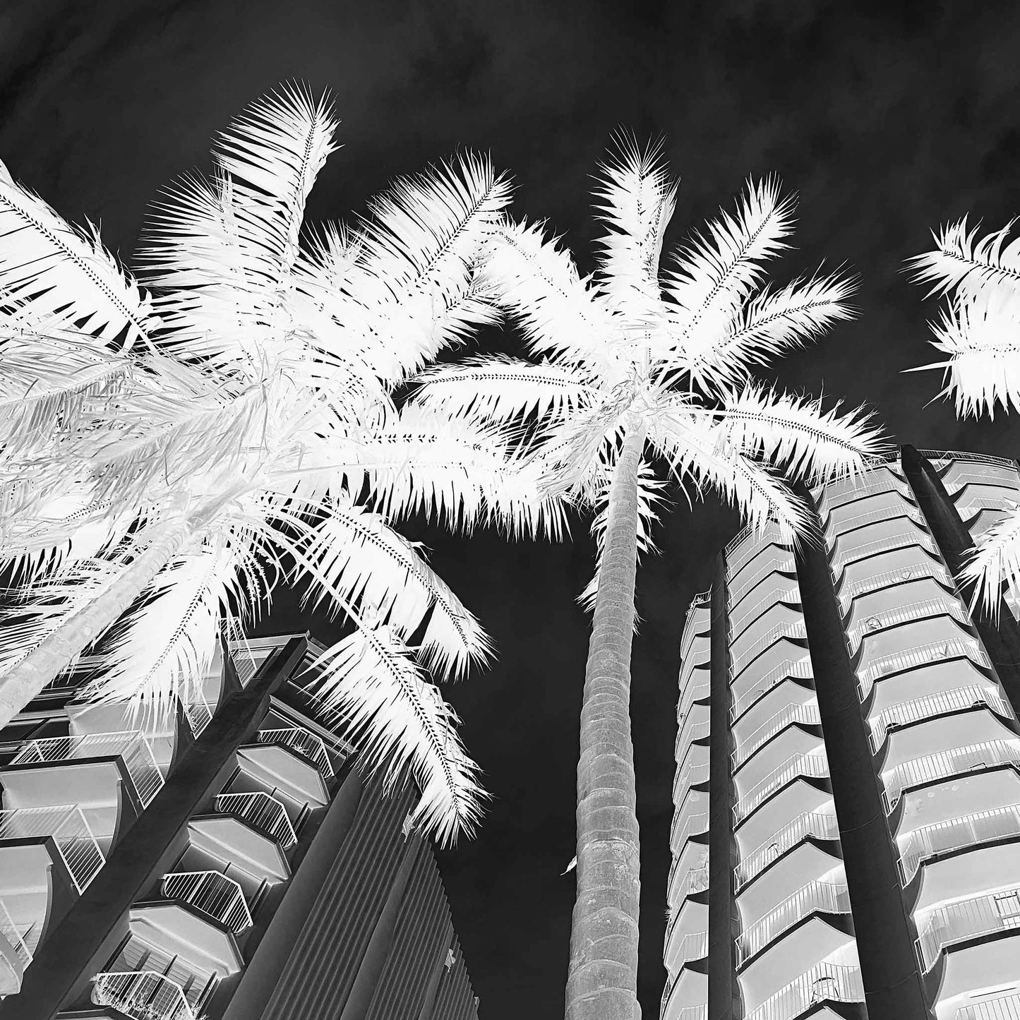 Monochrome Mix - Sydney - Potts Point - Fitzroy Gardens - Palms - 209340v2 - Close Detail View, Black and white upward-facing photograph of palm trees against modern apartment buildings in Potts Point, Sydney, with dramatic lighting and high contrast.