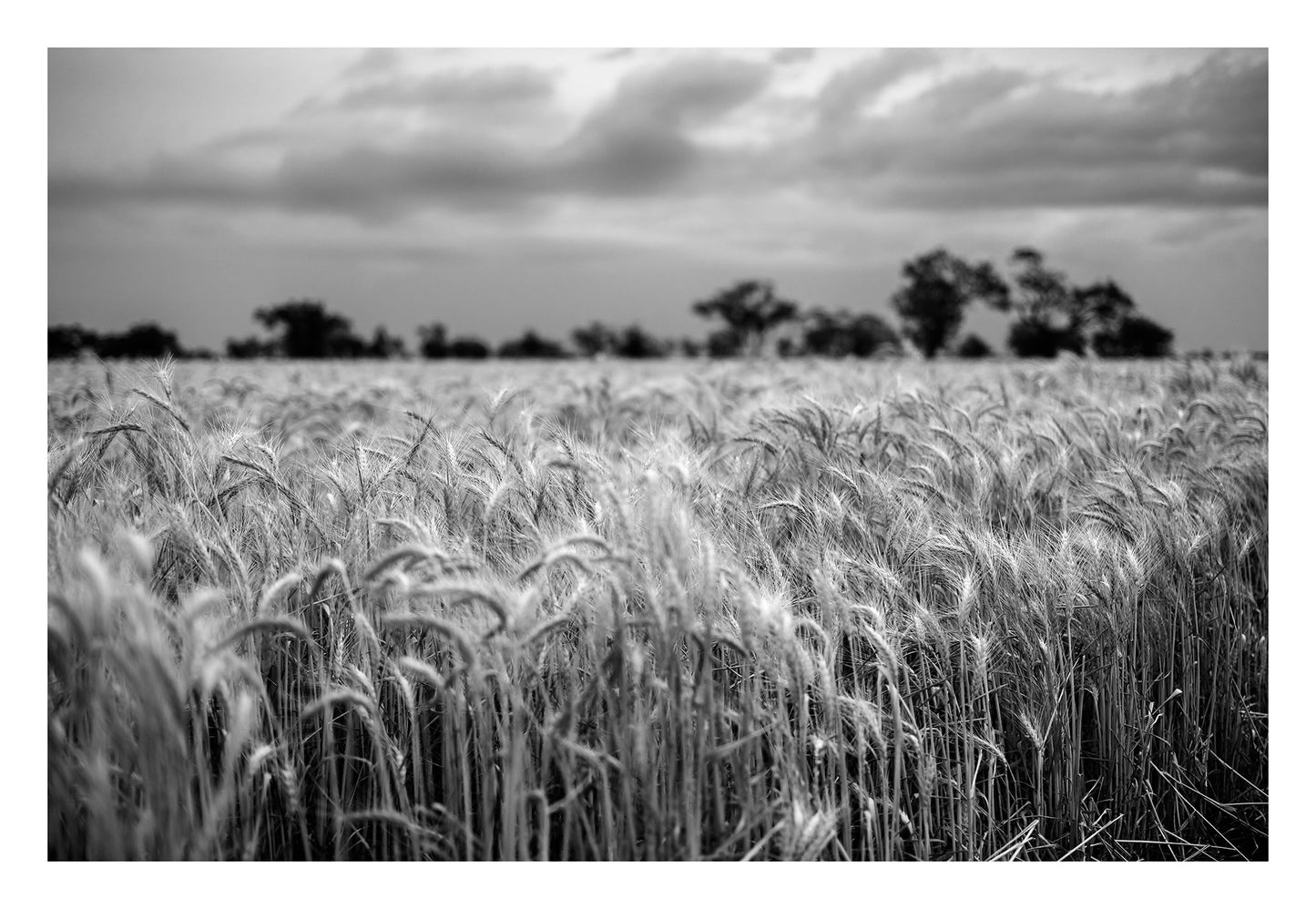 Monochrome Mix - Wheat Field - 258559v1 - 104x74cm, A black and white photograph of a ripening wheat field under a cloudy sky, with trees in soft focus on the horizon. Textured, atmospheric rural landscape. Limited edition fine art print.