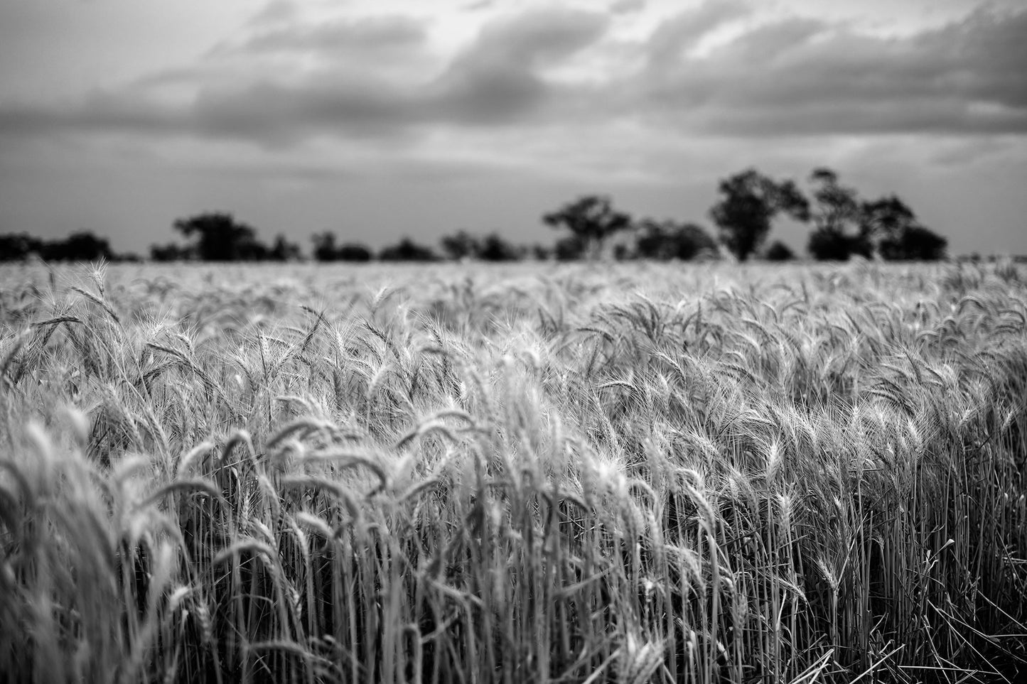 Monochrome Mix - Wheat Field - 258559v1 - 90x60cm, A black and white photograph of a ripening wheat field under a cloudy sky, with trees in soft focus on the horizon. Textured, atmospheric rural landscape. Limited edition fine art print.