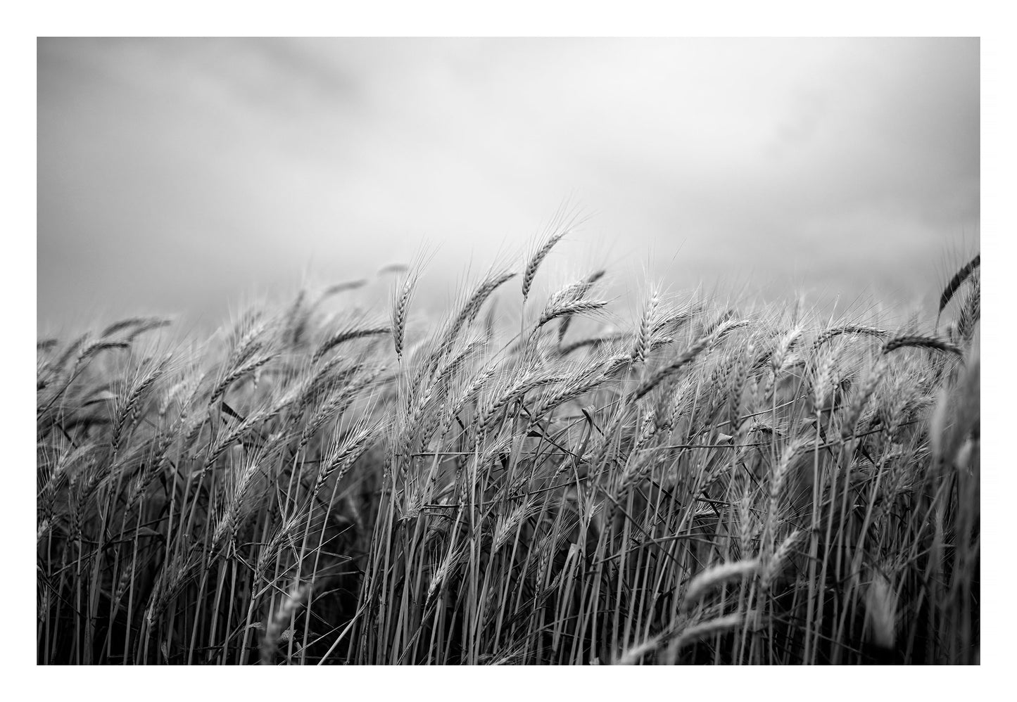Monochrome Mix - Wheat Field - 258565v1 - 104x74cm, A black and white close-up of tall wheat stalks beneath a cloudy sky, with fine detail in grain heads and soft background blur. Quiet rural landscape. Limited edition fine art print.