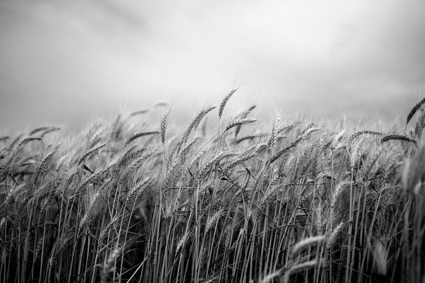 Monochrome Mix - Wheat Field - 258565v1 - 90x60cm, A black and white close-up of tall wheat stalks beneath a cloudy sky, with fine detail in grain heads and soft background blur. Quiet rural landscape. Limited edition fine art print.