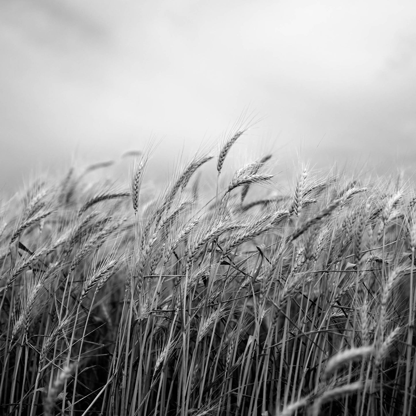 Monochrome Mix - Wheat Field - 258565v1 - Close Detail View, A black and white close-up of tall wheat stalks beneath a cloudy sky, with fine detail in grain heads and soft background blur. Quiet rural landscape. Limited edition fine art print.