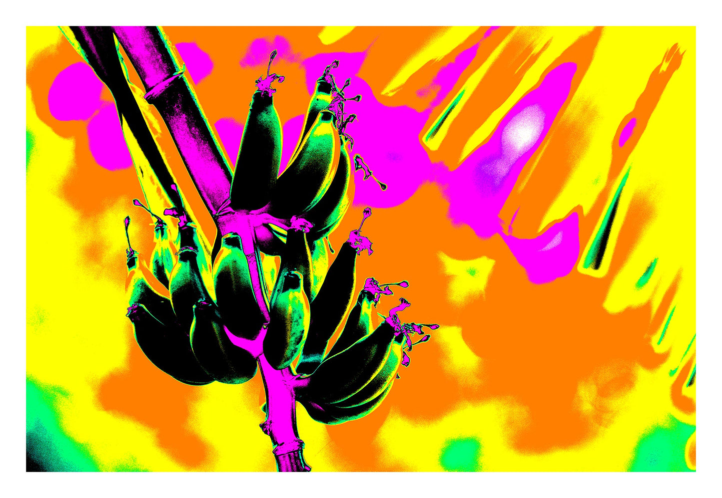 Pop Art Flowers - Bananas 3464v6 - 104x104cm, a surreal pop art style image of green, black bananas on a vibrant pink stalk, set against a fiery backdrop of orange, yellow, and magenta. The colours are hyper saturated, creating a playful and psychedelic tropical scene.