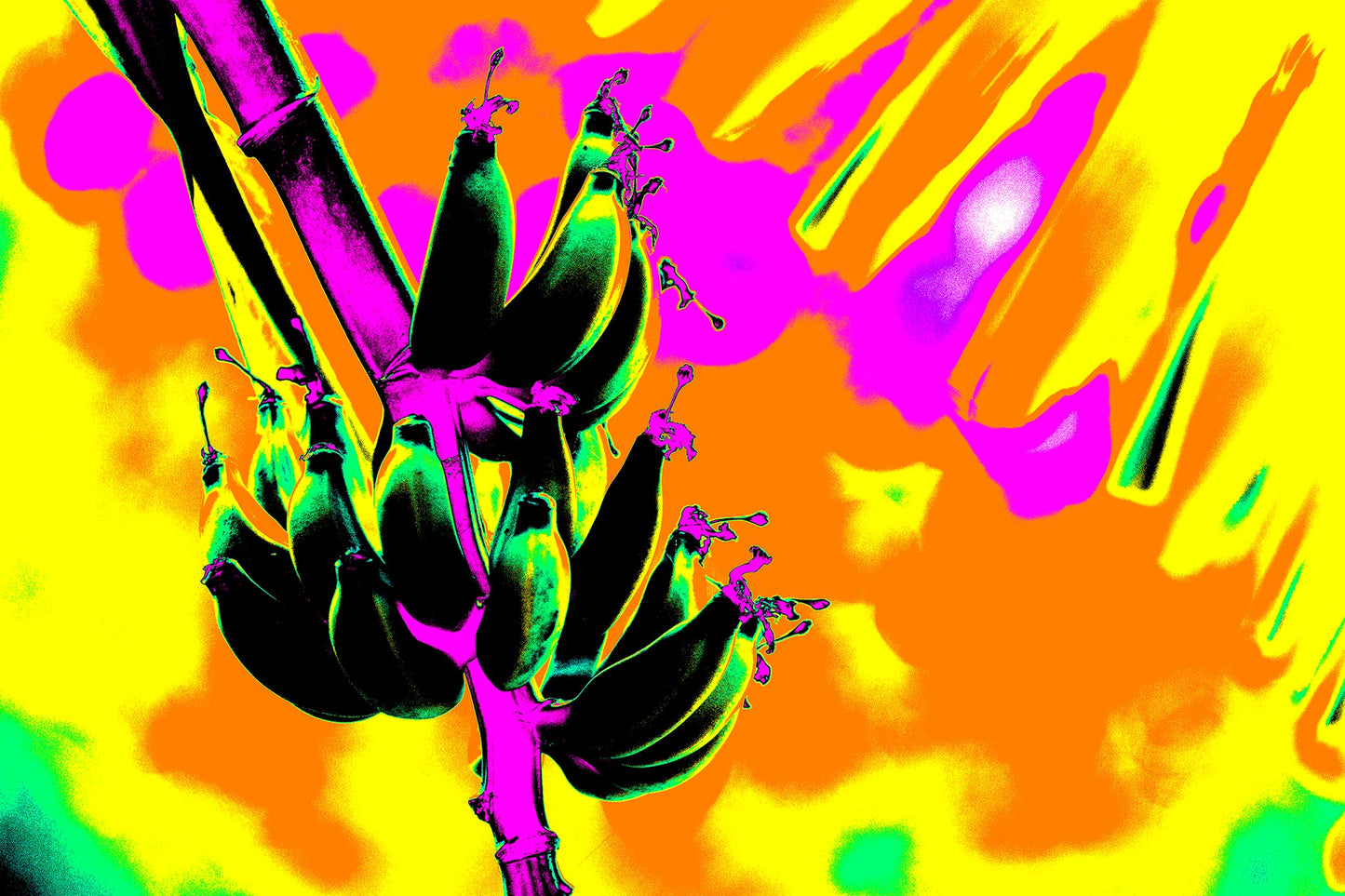 Pop Art Flowers - Bananas 3464v6 - 90x90cm, a surreal pop art style image of green, black bananas on a vibrant pink stalk, set against a fiery backdrop of orange, yellow, and magenta. The colours are hyper saturated, creating a playful and psychedelic tropical scene.