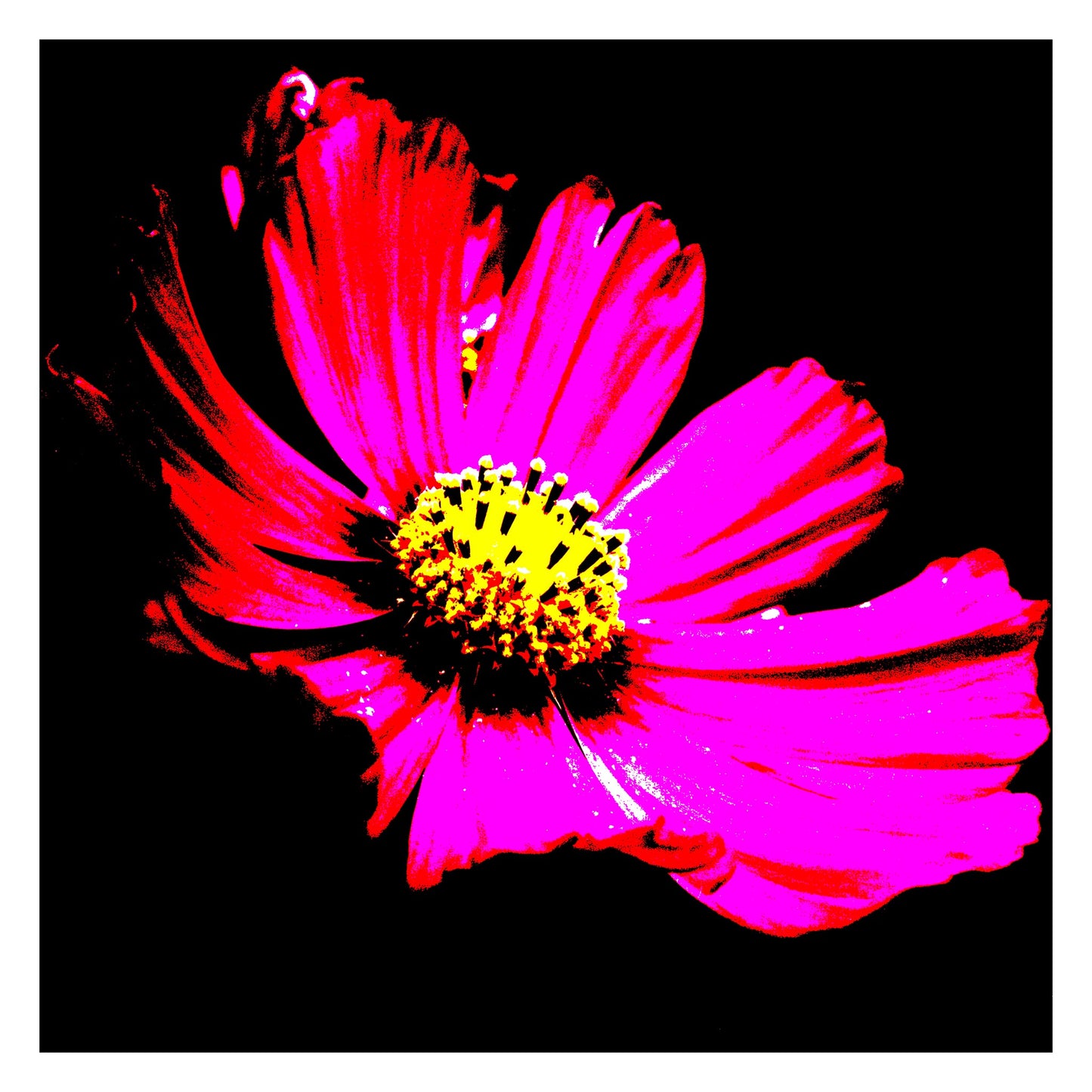 Pop Art Flowers - Echinacea Flower - 990319v5 - 104x104cm, Bold pink Echinacea flower with vivid yellow centre on black background in high-contrast Pop Art style.