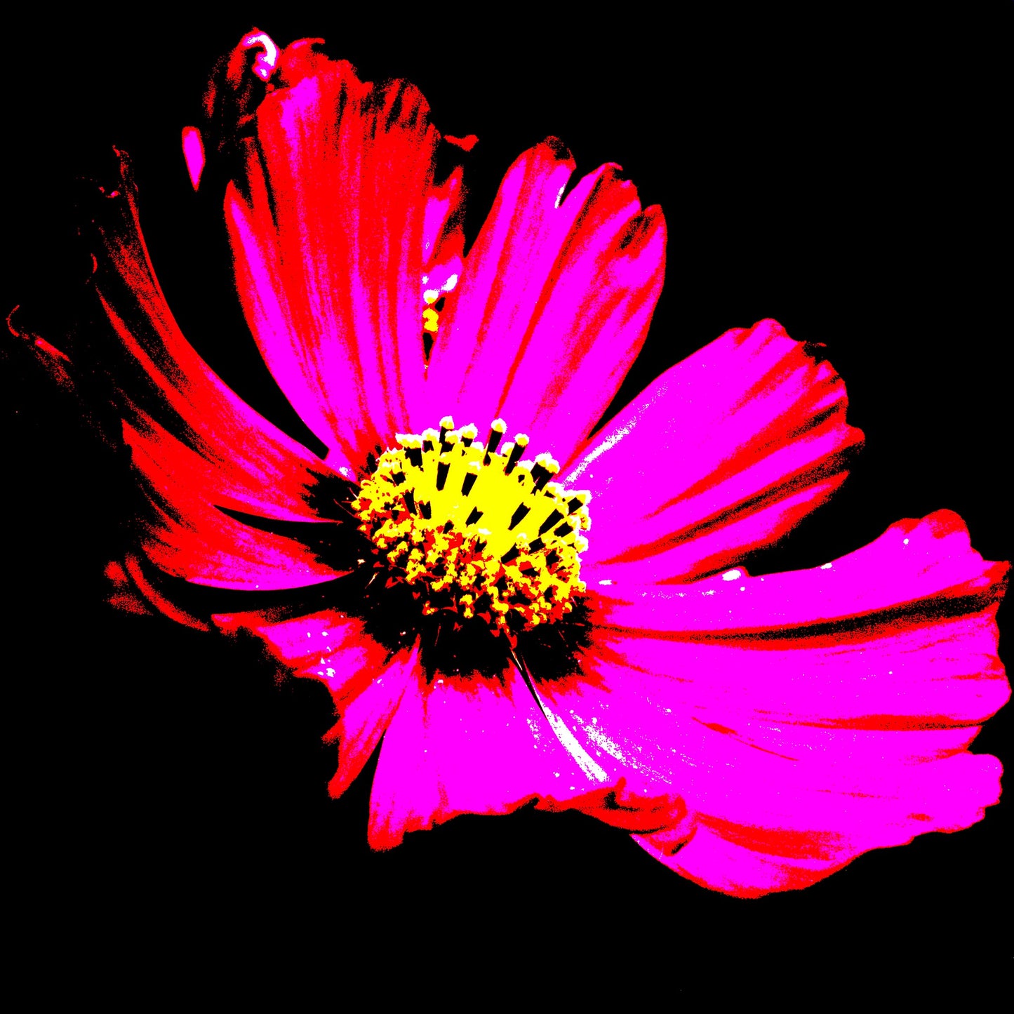 Pop Art Flowers - Echinacea Flower - 990319v5 - 90x90cm, Bold pink Echinacea flower with vivid yellow centre on black background in high-contrast Pop Art style.