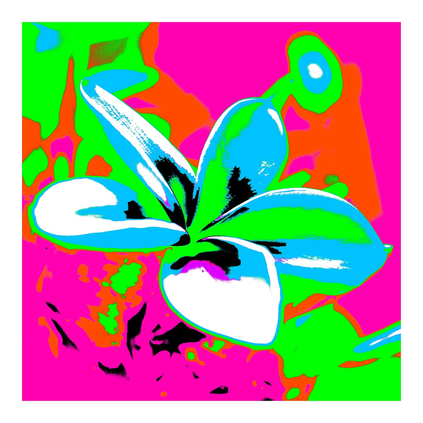 Pop Art Flowers - Frangipani - 253101v26 - 74x74cm, Bright white and cyan frangipani flower with vivid pink, green, and orange Pop Art background in bold graphic style.
