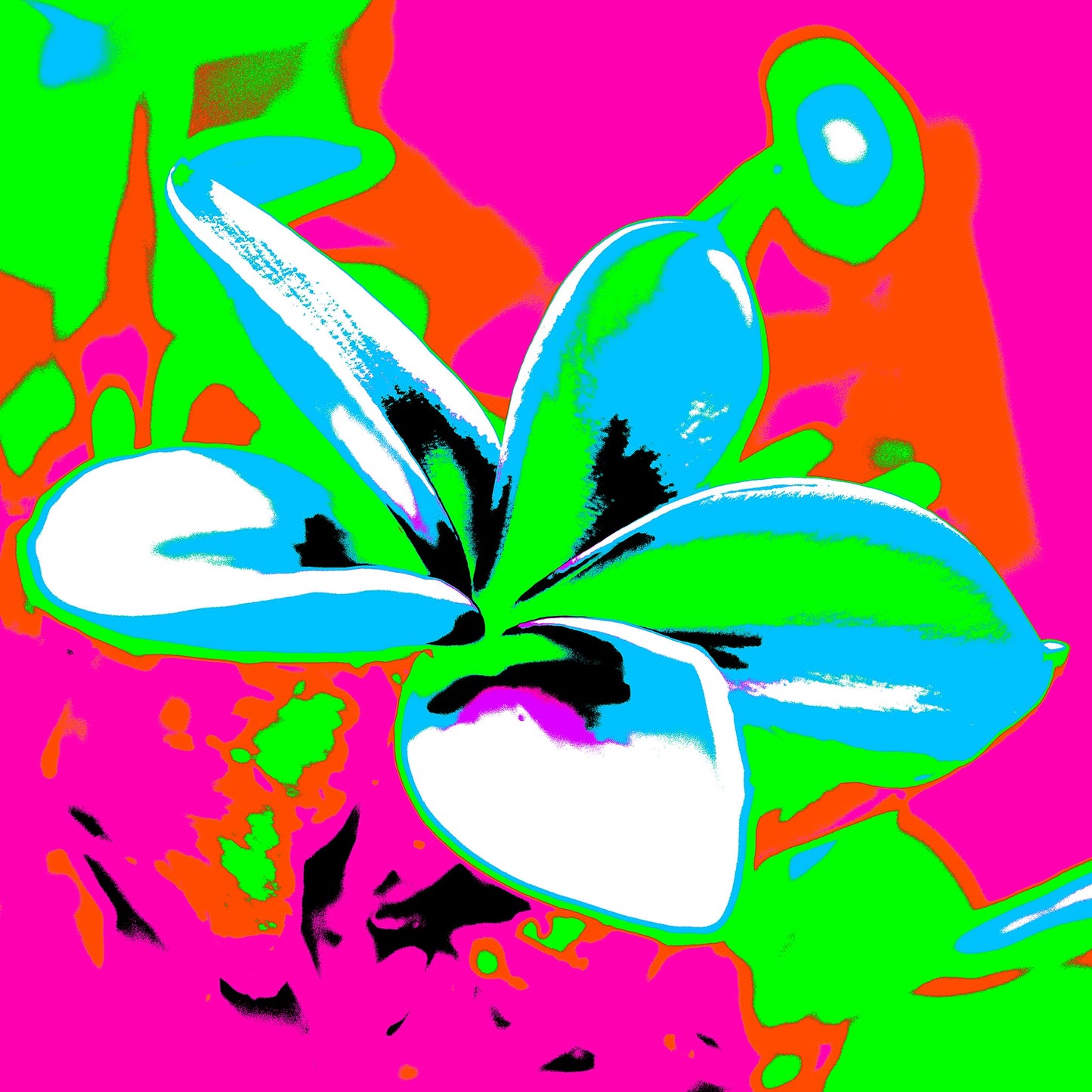 Pop Art Flowers - Frangipani - 253101v26 - 60x60cm, Bright white and cyan frangipani flower with vivid pink, green, and orange Pop Art background in bold graphic style.