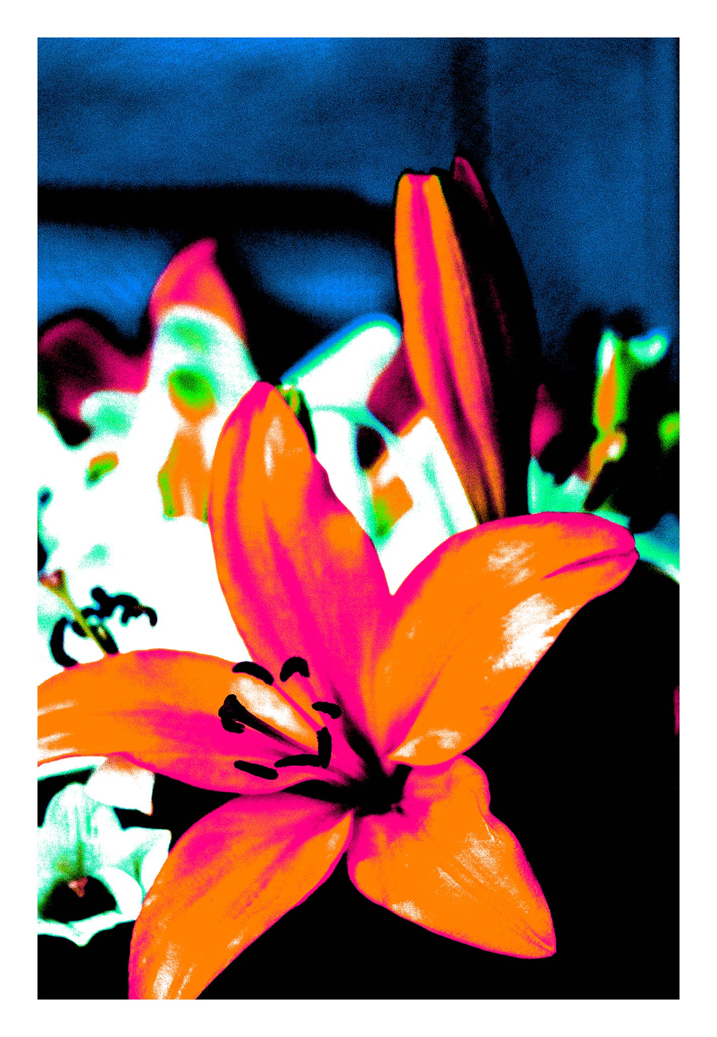 Pop Art Flowers - Lilies 4767v24a - 74x104cm, a pop art style image of a lily in vivid orange and pink tones, with white lilies blurred in the background against a dark blue and black field. The saturated colours and bold composition evoke a modern, graphic elegance.