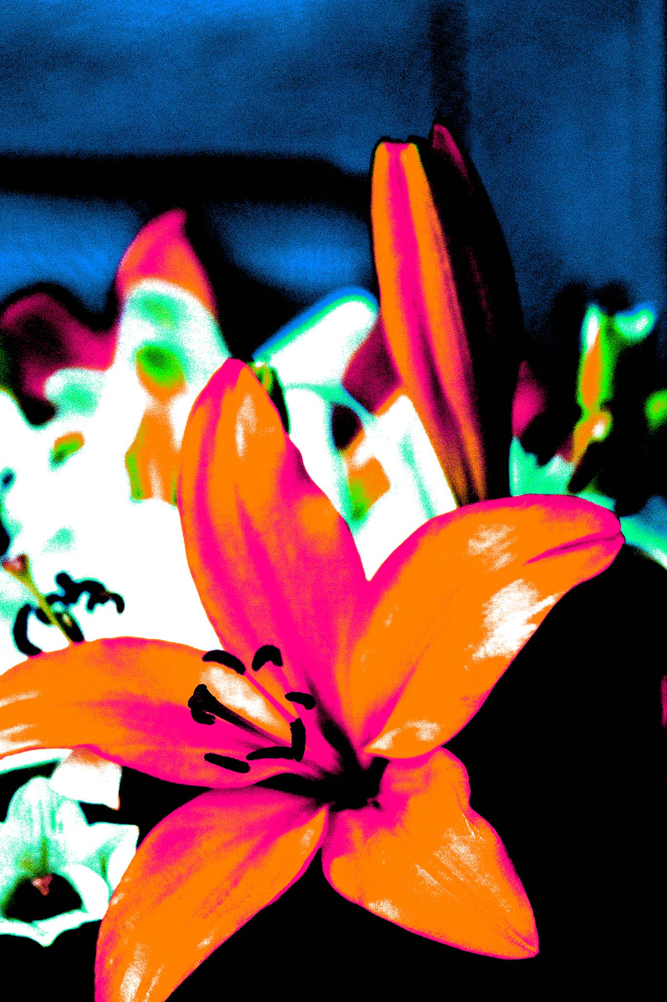 Pop Art Flowers - Lilies 4767v24a - 60x60cm, a pop art style image of a lily in vivid orange and pink tones, with white lilies blurred in the background against a dark blue and black field. The saturated colours and bold composition evoke a modern, graphic elegance.