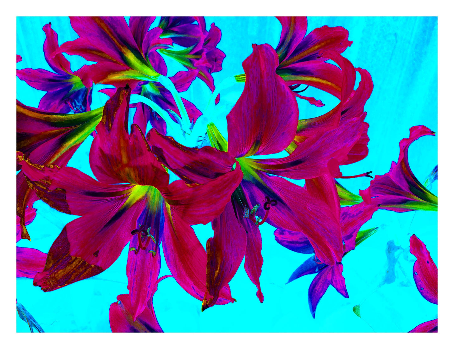 Pop Art Flowers - Lilies - Bunch - 150174v15 - 104x81.5cm, Vivid bunch of magenta lilies with green accents on bright cyan background in bold Pop Art style.