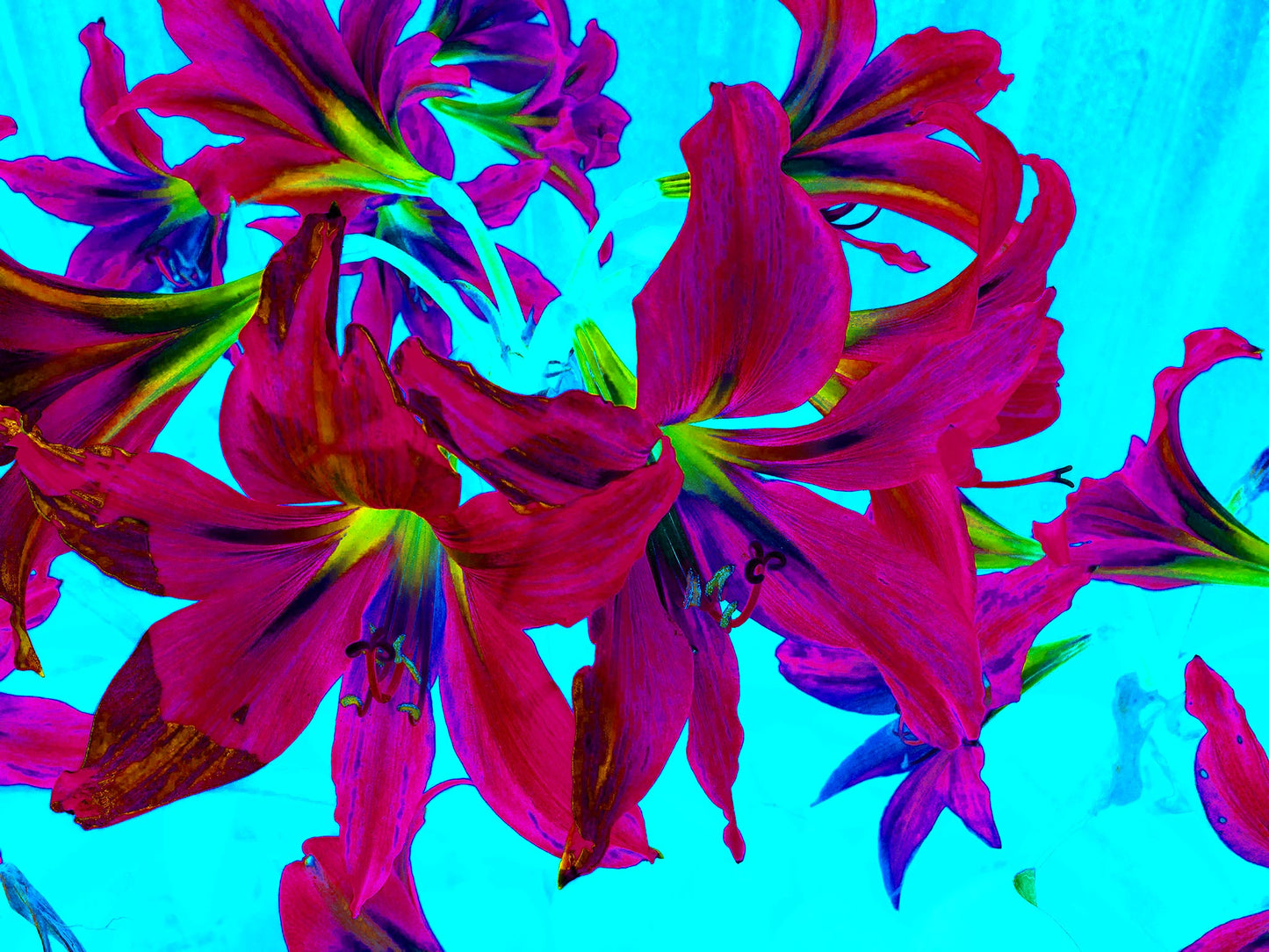 Pop Art Flowers - Lilies - Bunch - 150174v15 - 90x67.5cm, Vivid bunch of magenta lilies with green accents on bright cyan background in bold Pop Art style.