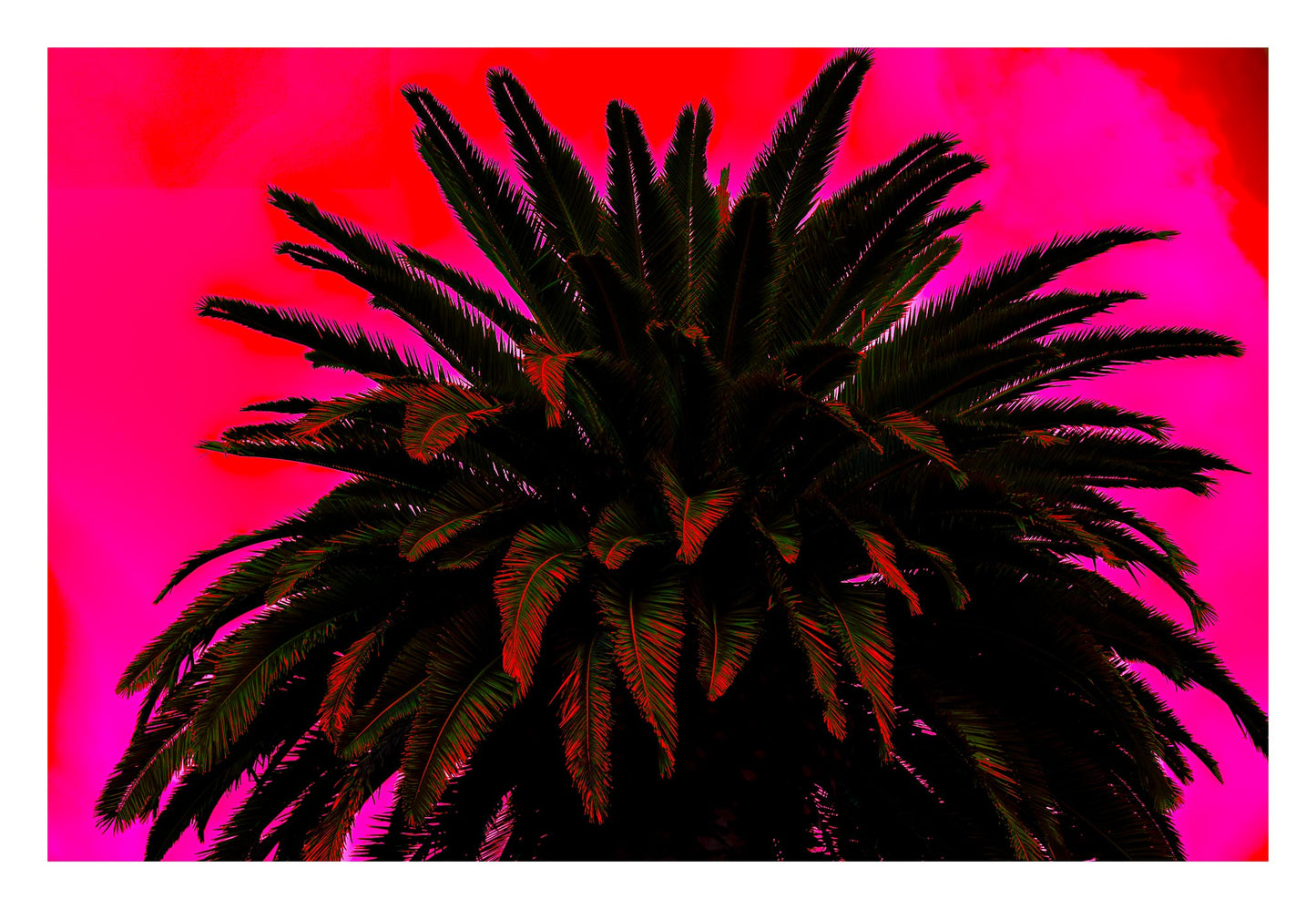 Pop Art Flowers - Palm - Paddington - 258892v13 - 104x74cm, Dramatic silhouette of palm tree with dark fronds set against vivid magenta and crimson sky in bold Pop Art style.