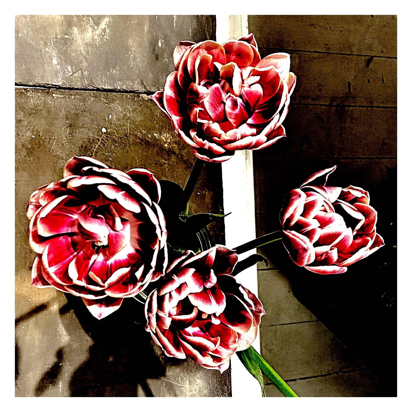 Pop Art Flowers - Sydney - Paddington - Cafe Flowers - 226932v1 - 104x104cm, Stylised top-down image of four vibrant red and white peony-style flowers on a textured café floor, with contrasting concrete and wood surfaces in the background.