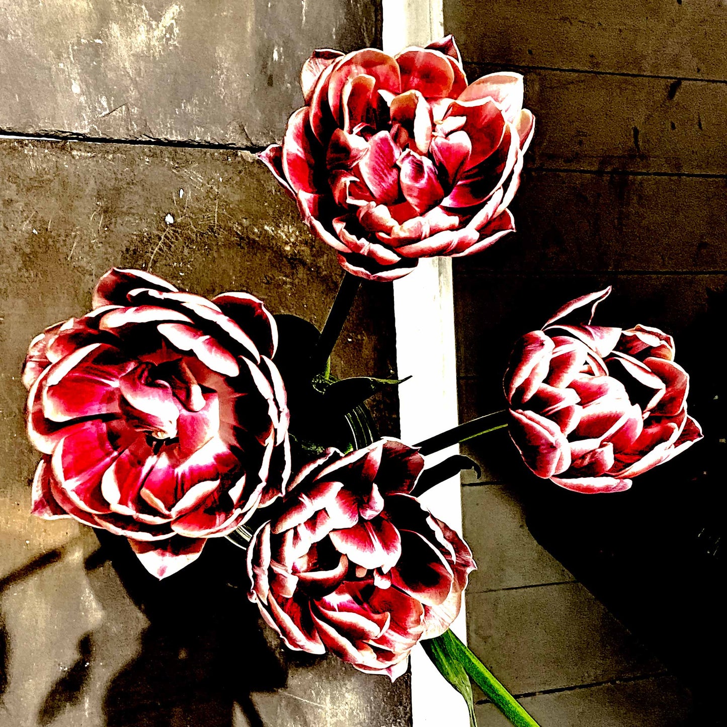 Pop Art Flowers - Sydney - Paddington - Cafe Flowers - 226932v1 - 90x90cm, Stylised top-down image of four vibrant red and white peony-style flowers on a textured café floor, with contrasting concrete and wood surfaces in the background.
