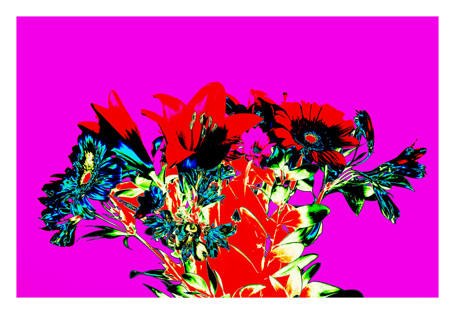 Pop Art Flowers - The Gift 369O1084v4 - 104x74cm, a vivid square format pop art image of red lilies, blue daisies, and green foliage against a hot magenta background. The composition is bold, saturated, and emotionally expressive, resembling a stylised floral bouquet.