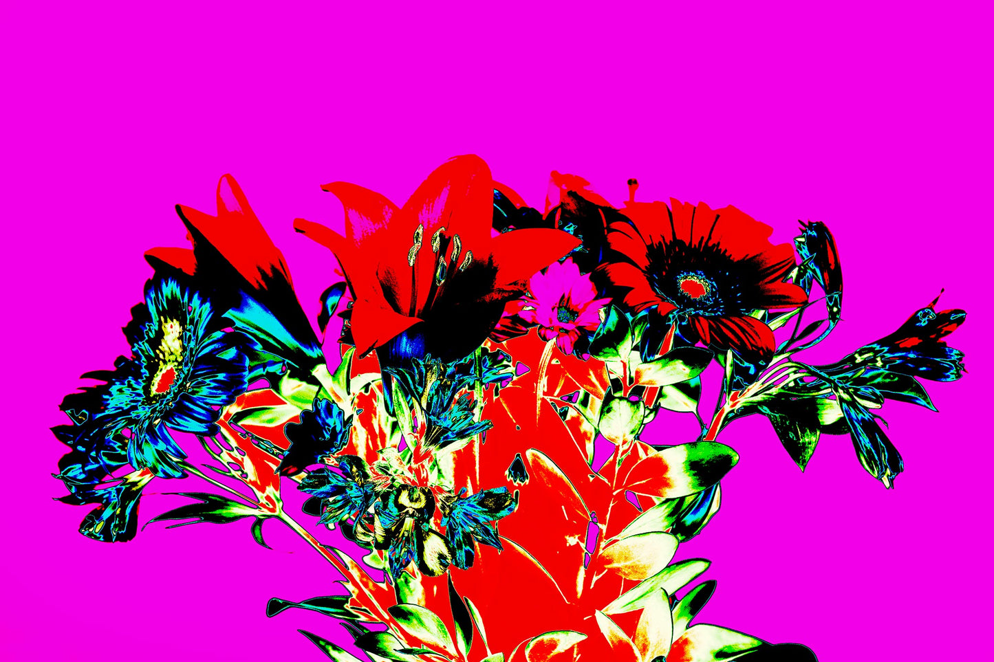Pop Art Flowers - The Gift 369O1084v4 - 90x60cm, a vivid square format pop art image of red lilies, blue daisies, and green foliage against a hot magenta background. The composition is bold, saturated, and emotionally expressive, resembling a stylised floral bouquet.