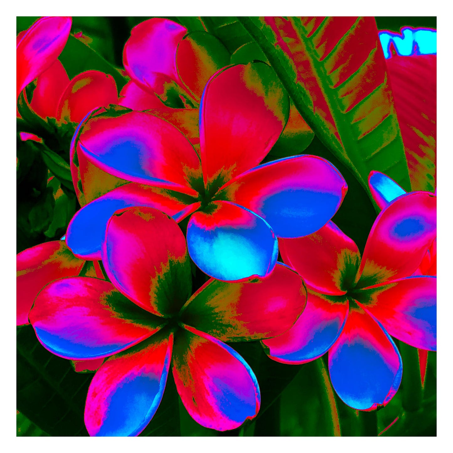 POP Art Collection Flowers - Frangipani Cluster 5892v18a - 104x104cm, vibrant frangipani cluster fine art print with multicoloured petals in neon pinks, purples, and blues, limited edition by Raymond Mather, ART1.