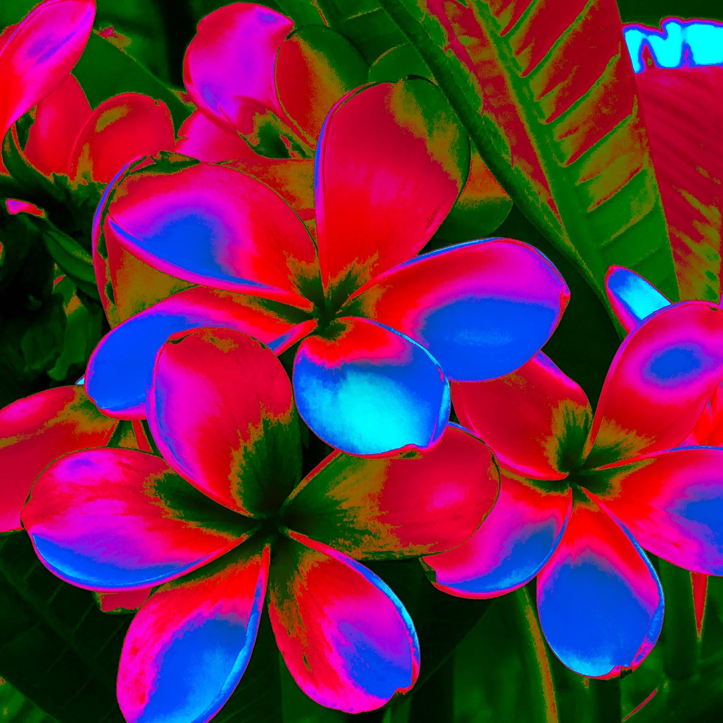 POP Art Collection Flowers - Frangipani Cluster 5892v18a - 90x90cm, vibrant frangipani cluster fine art print with multicoloured petals in neon pinks, purples, and blues, limited edition by Raymond Mather, ART1.