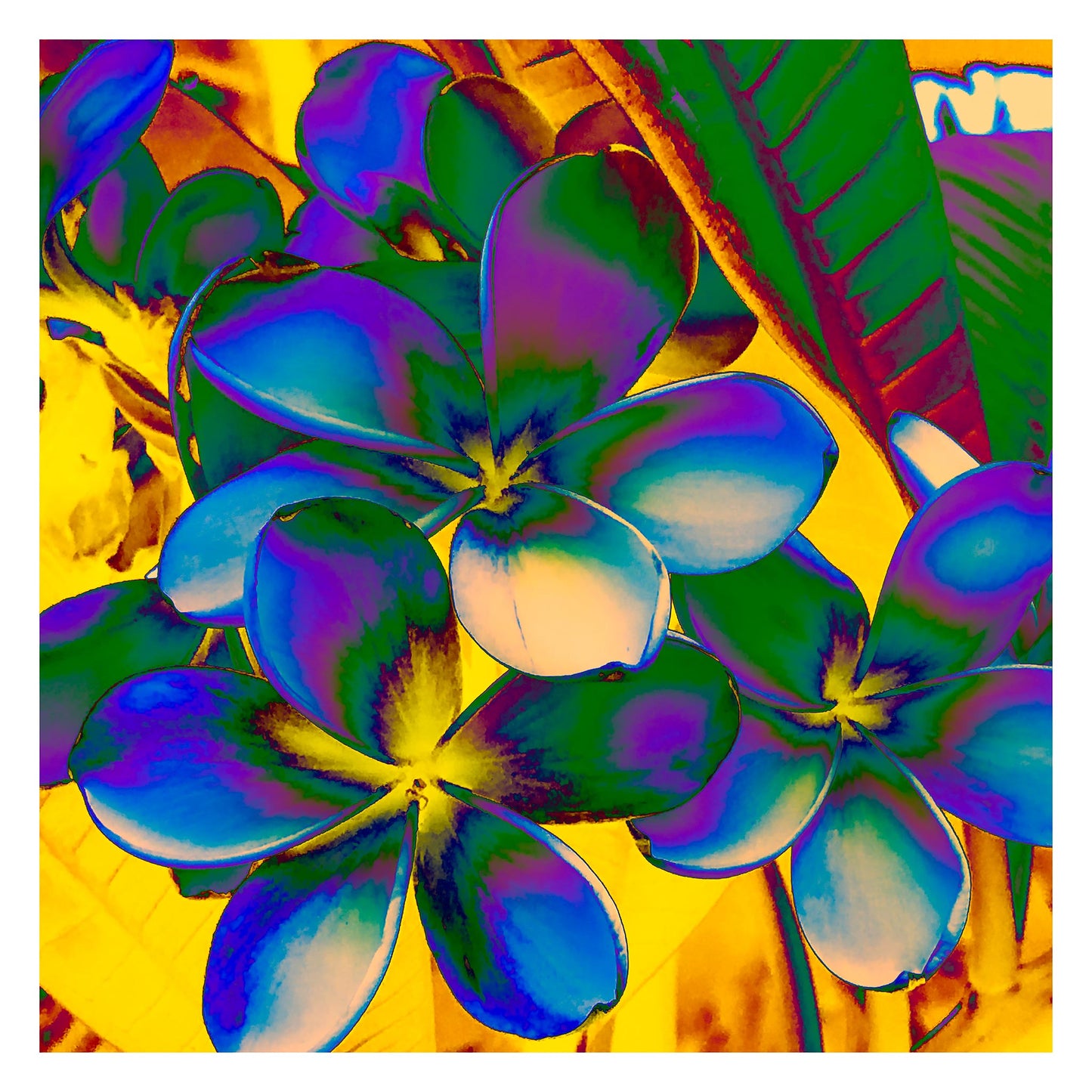 POP Art Collection Flowers - Frangipani Flowers 5892v21 - 104x104cm, vibrant frangipani flower fine art print with stylised multicoloured petals in rich neon tones, limited edition by Raymond Mather, ART1.