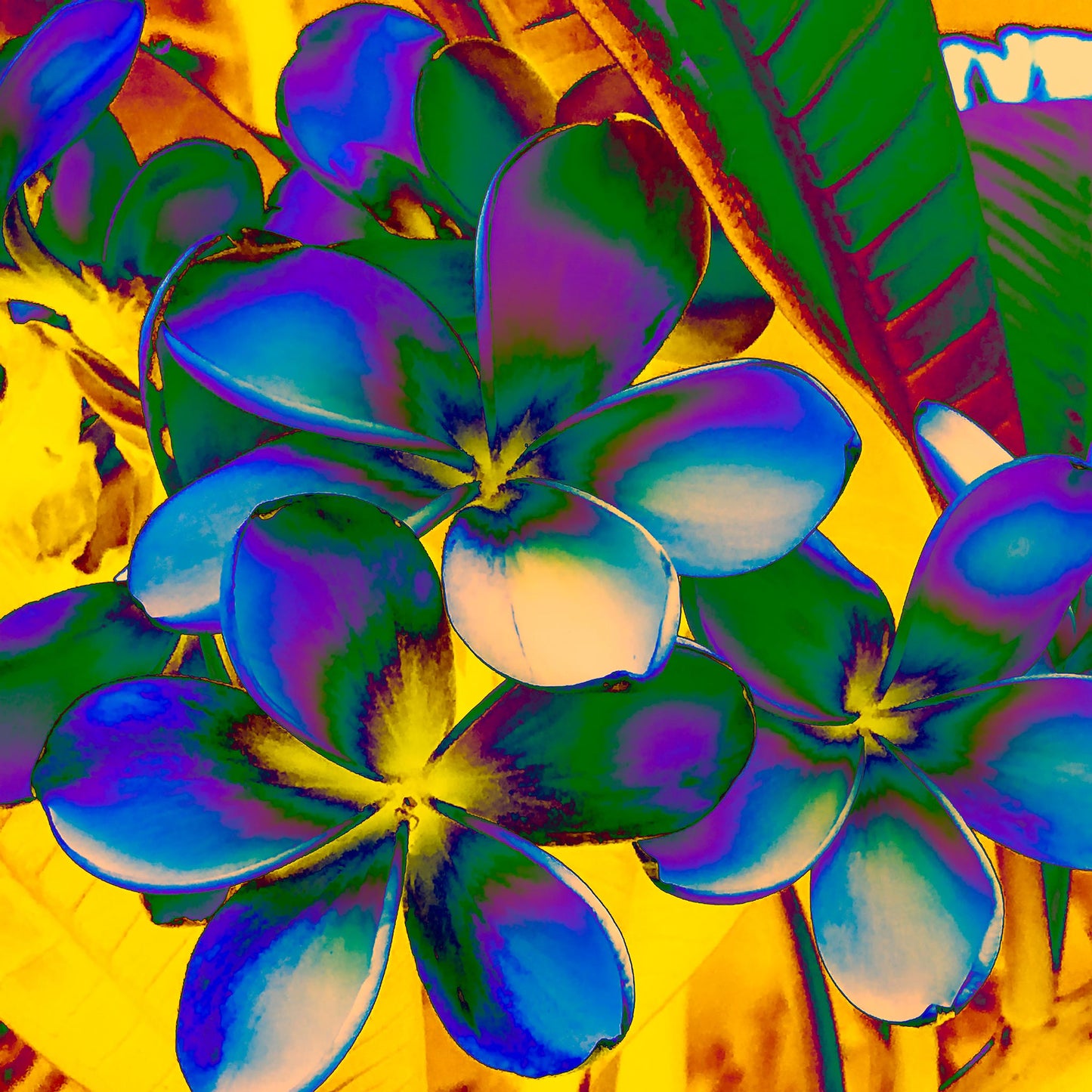POP Art Collection Flowers - Frangipani Flowers 5892v21 - 90x90cm, vibrant frangipani flower fine art print with stylised multicoloured petals in rich neon tones, limited edition by Raymond Mather, ART1.
