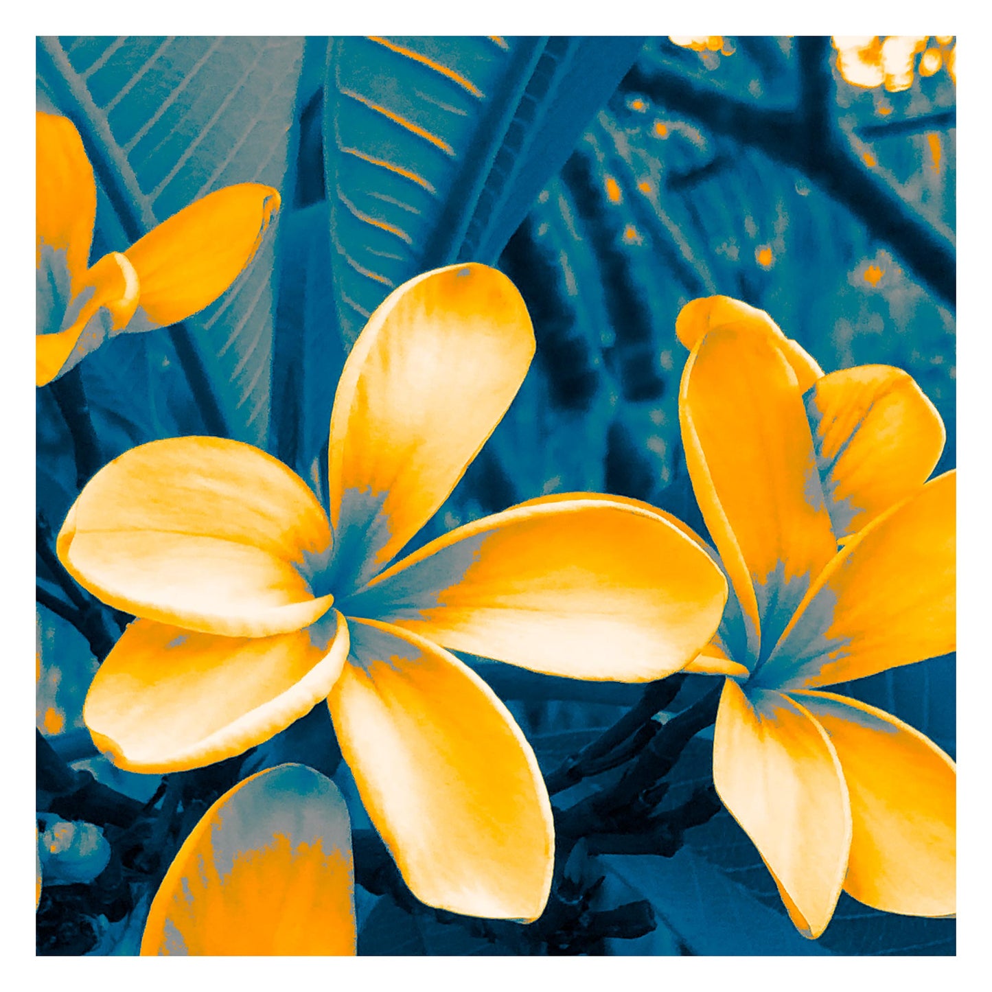 POP Art Collection Flowers - Frangipani Flowers 5941v3a - 104x104cm, vibrant frangipani flower fine art print with bold yellow petals and deep green leaves, limited edition by Raymond Mather, ART1.