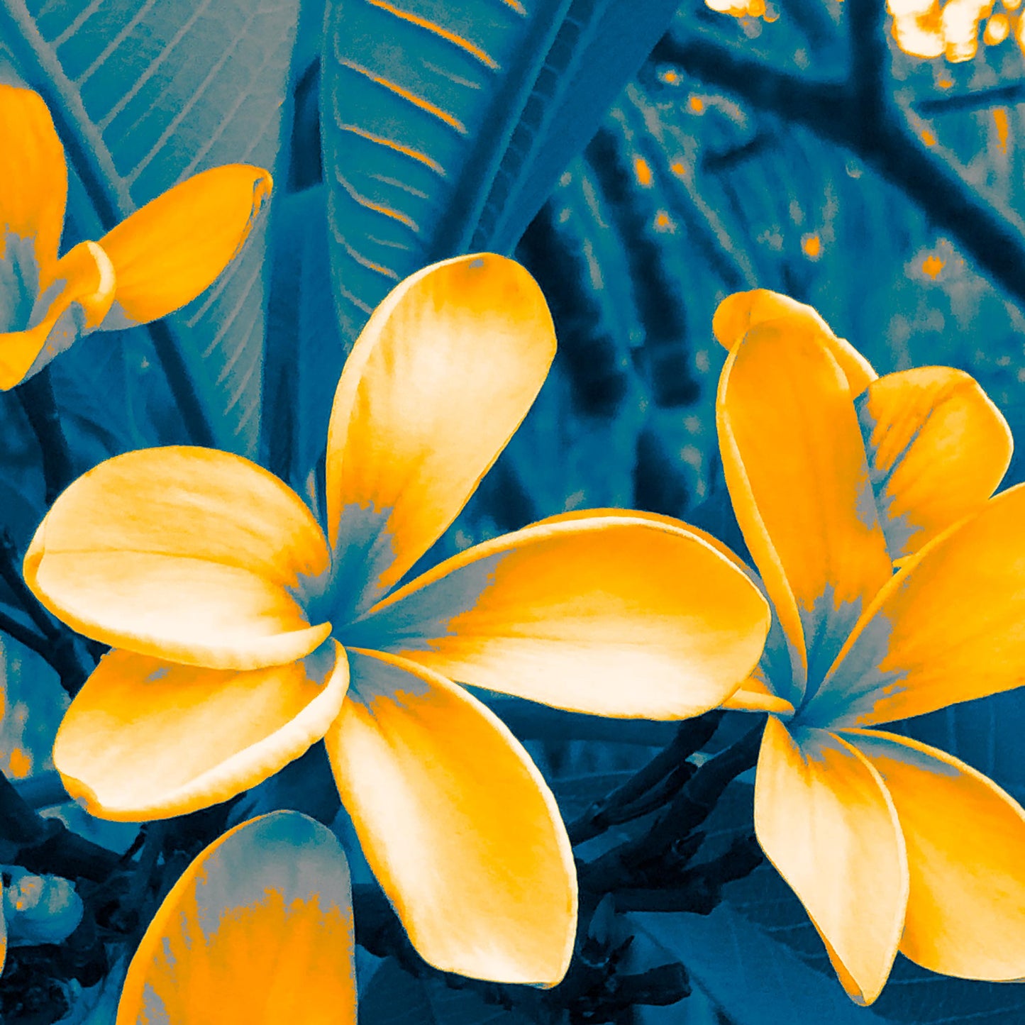 POP Art Collection Flowers - Frangipani Flowers 5941v3a - 90x90cm, vibrant frangipani flower fine art print with bold yellow petals and deep green leaves, limited edition by Raymond Mather, ART1.