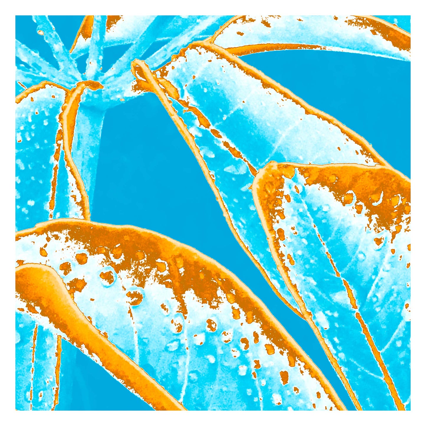 POP Art Collection Flowers - Frangipani Leaves 4836v5a - 104x104cm, vibrant frangipani leaves fine art print with bold turquoise and orange stylised leaves, limited edition by Raymond Mather, ART1.