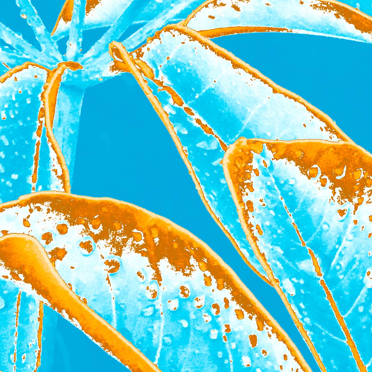 POP Art Collection Flowers - Frangipani Leaves 4836v5a - 90x90cm, vibrant frangipani leaves fine art print with bold turquoise and orange stylised leaves, limited edition by Raymond Mather, ART1.