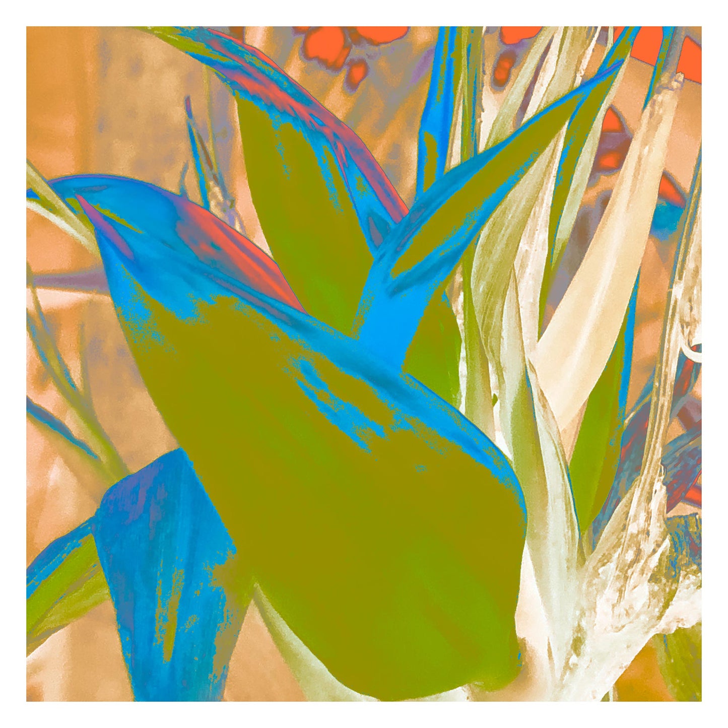 POP Art Collection Flowers - Bird of Paradise 5937v2 - 104x104cm, fine art print with dramatic stylised petals in orange, green, and pink hues, limited edition by Raymond Mather, ART1.