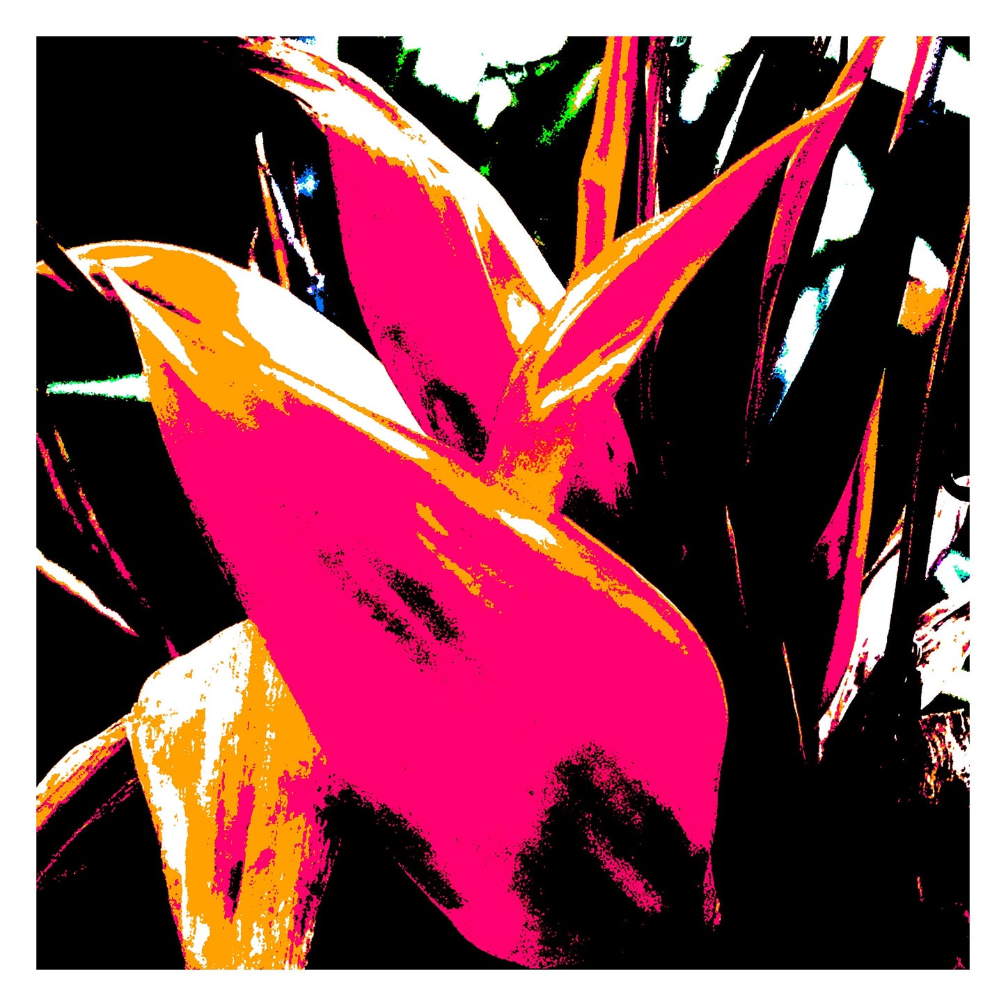 Xtra POP Set - Bird of Paradise 5937v9 - 104x104cm, vibrant Bird of Paradise fine art print with dynamic black and red contrasts, limited edition by Raymond Mather, ART1.