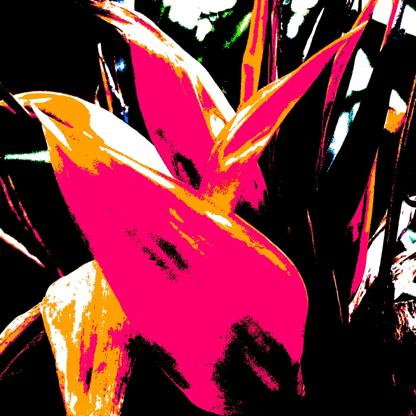 Xtra POP Set - Bird of Paradise 5937v9 - 90x90cm, vibrant Bird of Paradise fine art print with dynamic black and red contrasts, limited edition by Raymond Mather, ART1.