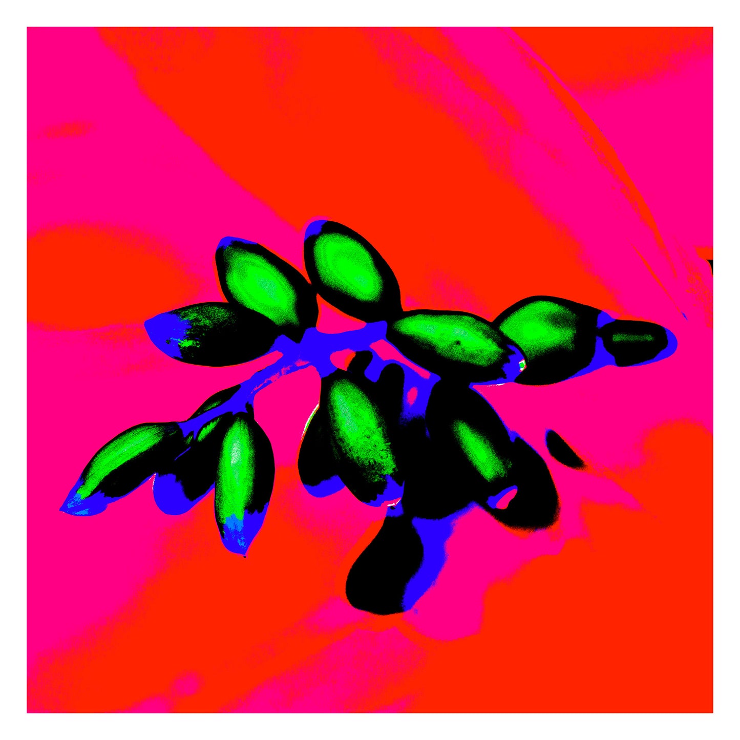 POP Art Collection Flowers - Ginger Flowers Buds 1855v5 - 104x104cm, vibrant ginger flower buds fine art print with striking green buds against a bold pink and orange background, limited edition by Raymond Mather, ART1.