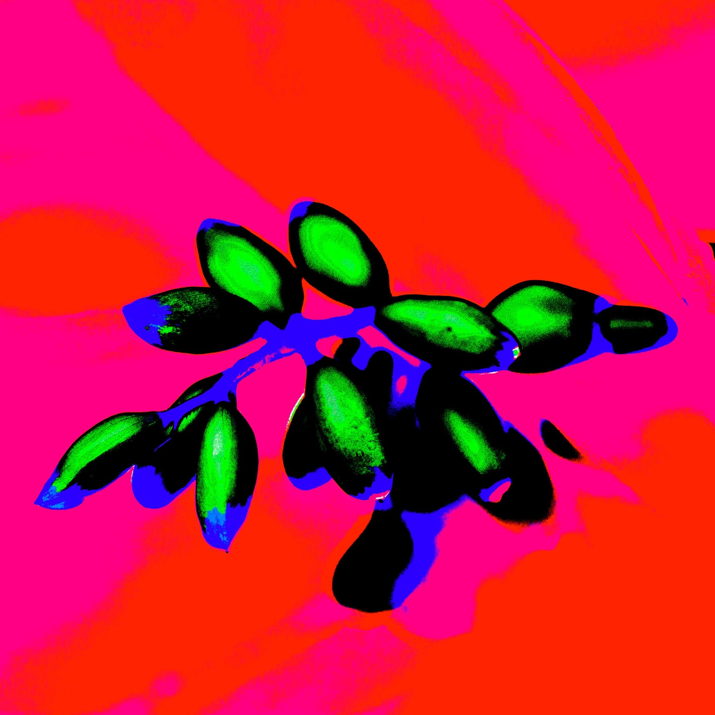 POP Art Collection Flowers - Ginger Flowers Buds 1855v5 - 90x90cm, vibrant ginger flower buds fine art print with striking green buds against a bold pink and orange background, limited edition by Raymond Mather, ART1.