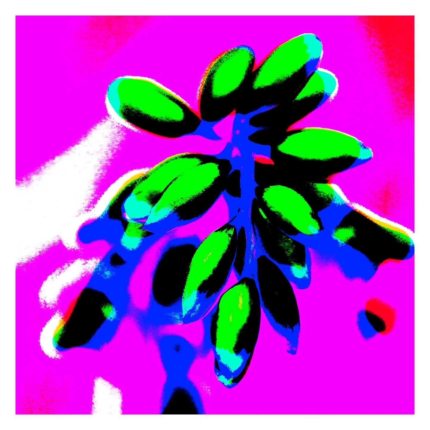 POP Art Collection Flowers - Ginger Flowers Buds 1863v5 - 104x104cm, vibrant ginger flower buds fine art print with neon green buds on a vivid magenta background, limited edition by Raymond Mather, ART1.