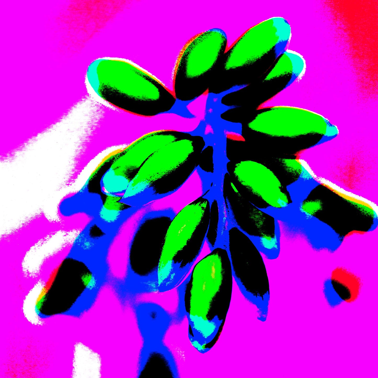 POP Art Collection Flowers - Ginger Flowers Buds 1863v5 - 90x90cm, vibrant ginger flower buds fine art print with neon green buds on a vivid magenta background, limited edition by Raymond Mather, ART1.