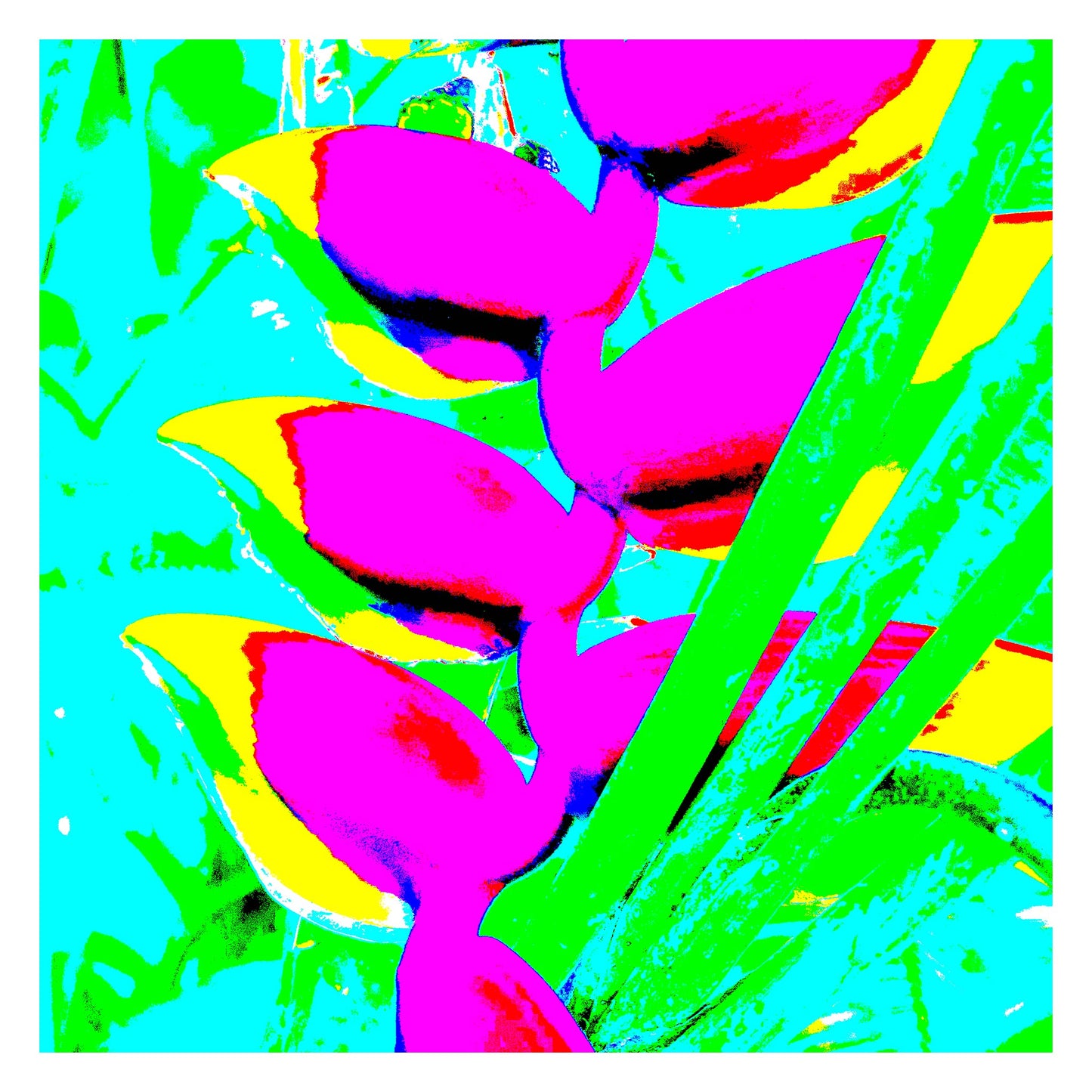 POP Art Collection Flowers - Heliconia 5791v7a - 104x104cm, vibrant Heliconia fine art print with neon pink, green, and turquoise stylised leaves, limited edition by Raymond Mather, ART1.