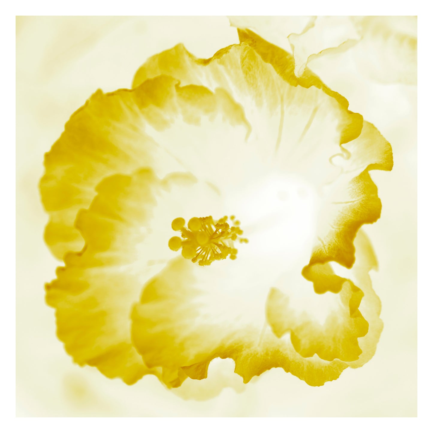 POP Art Collection Flowers - Hibiscus 2076v101d - 104x104cm, vibrant hibiscus flower fine art print with warm yellow petals in soft stylised form, limited edition by Raymond Mather, ART1.